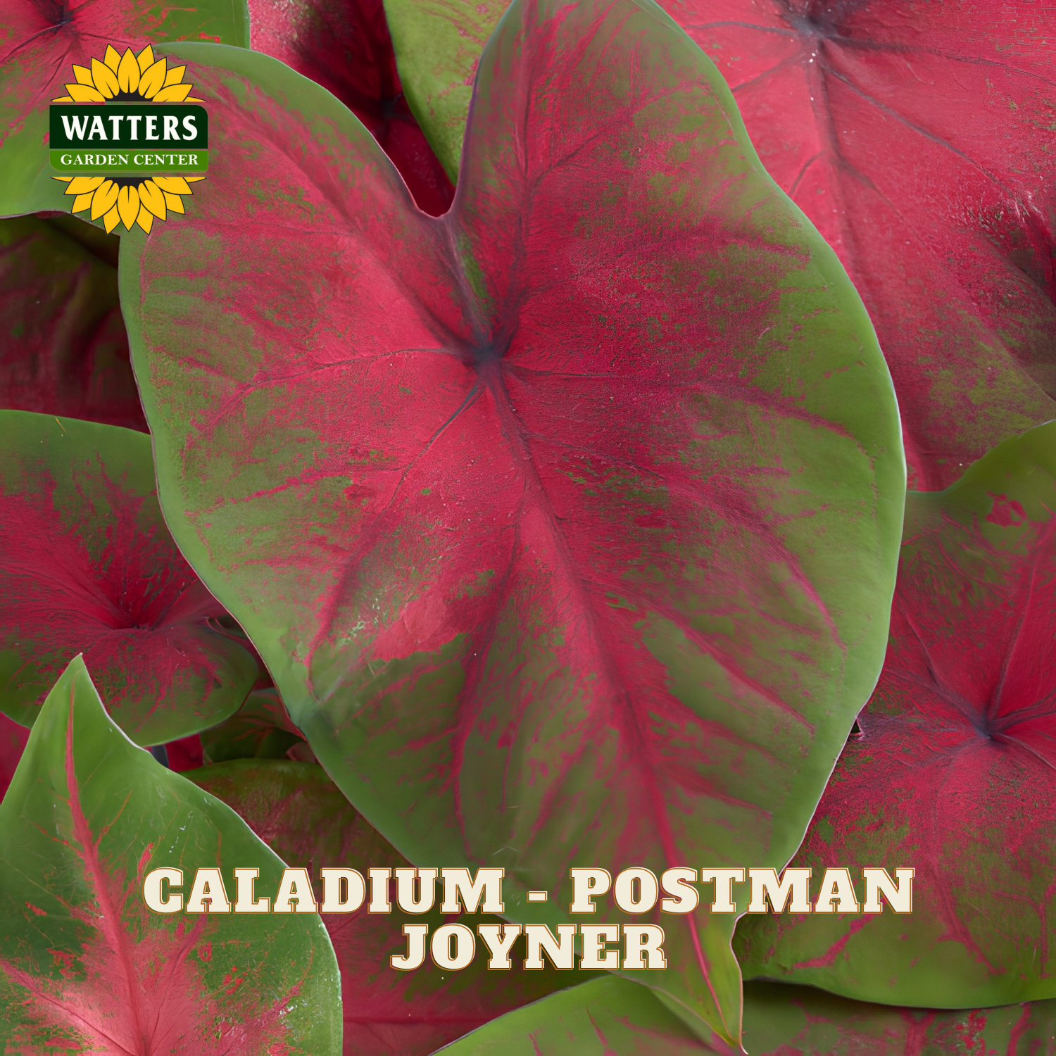 Close-up of red and green caladium leaves with Watters Garden Center logo.