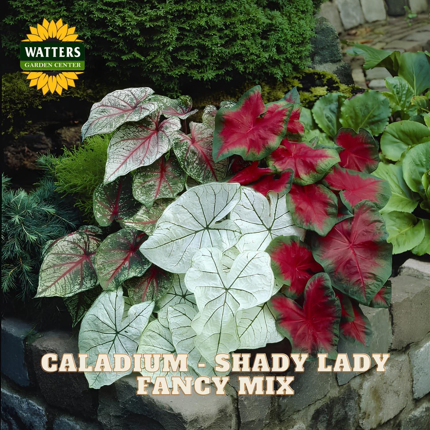Caladium plants labeled 'Shady Lady Fancy Mix' with Watters Garden Center branding.