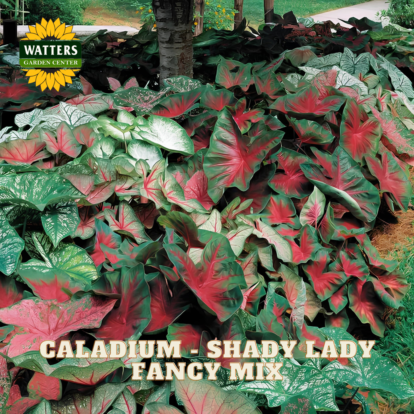 Caladium plants with pink and green leaves in a garden setting, labeled 'Shady Lady Fancy Mix'.