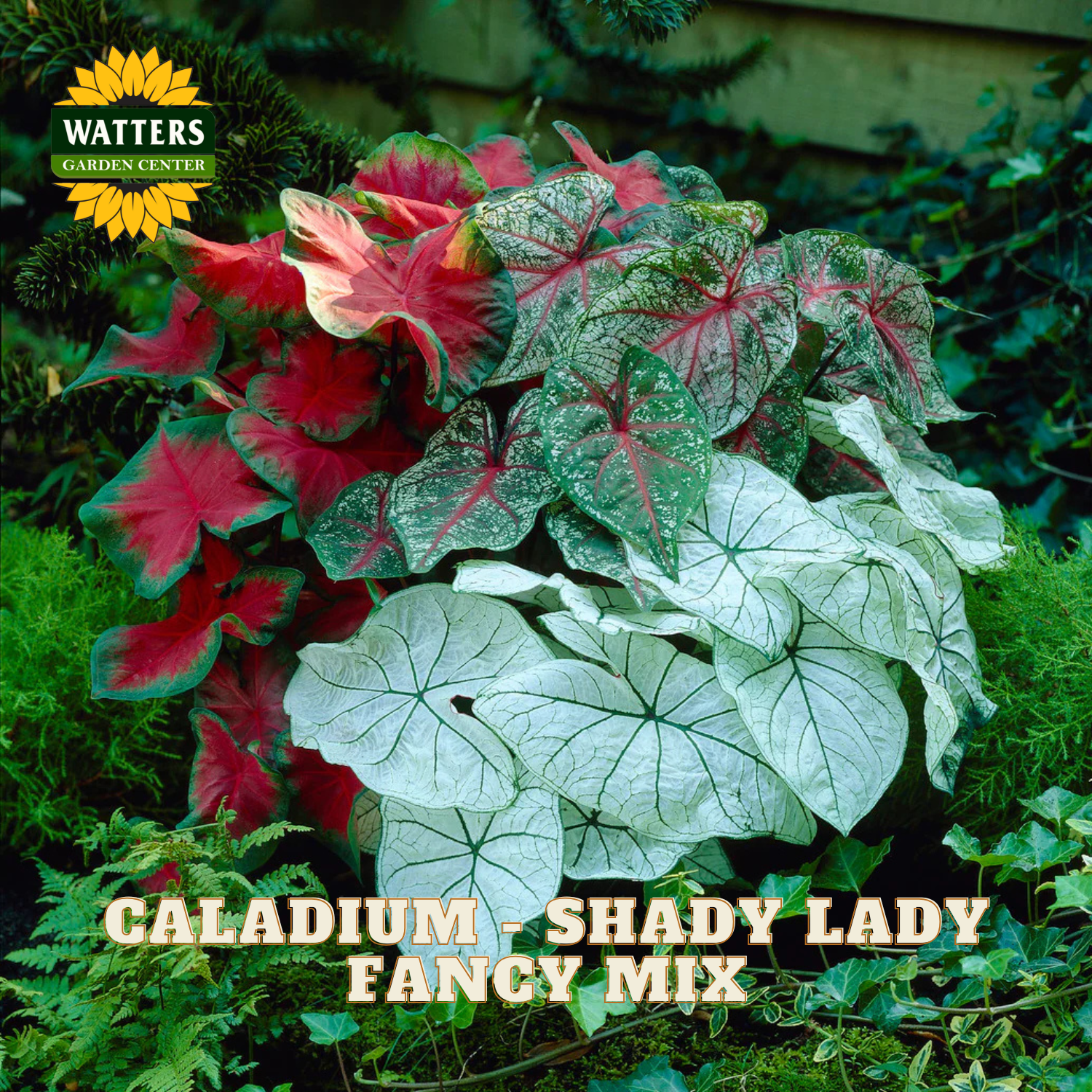 Caladium plants with red, green, and white leaves in a garden setting, featuring Watters Garden Center branding.