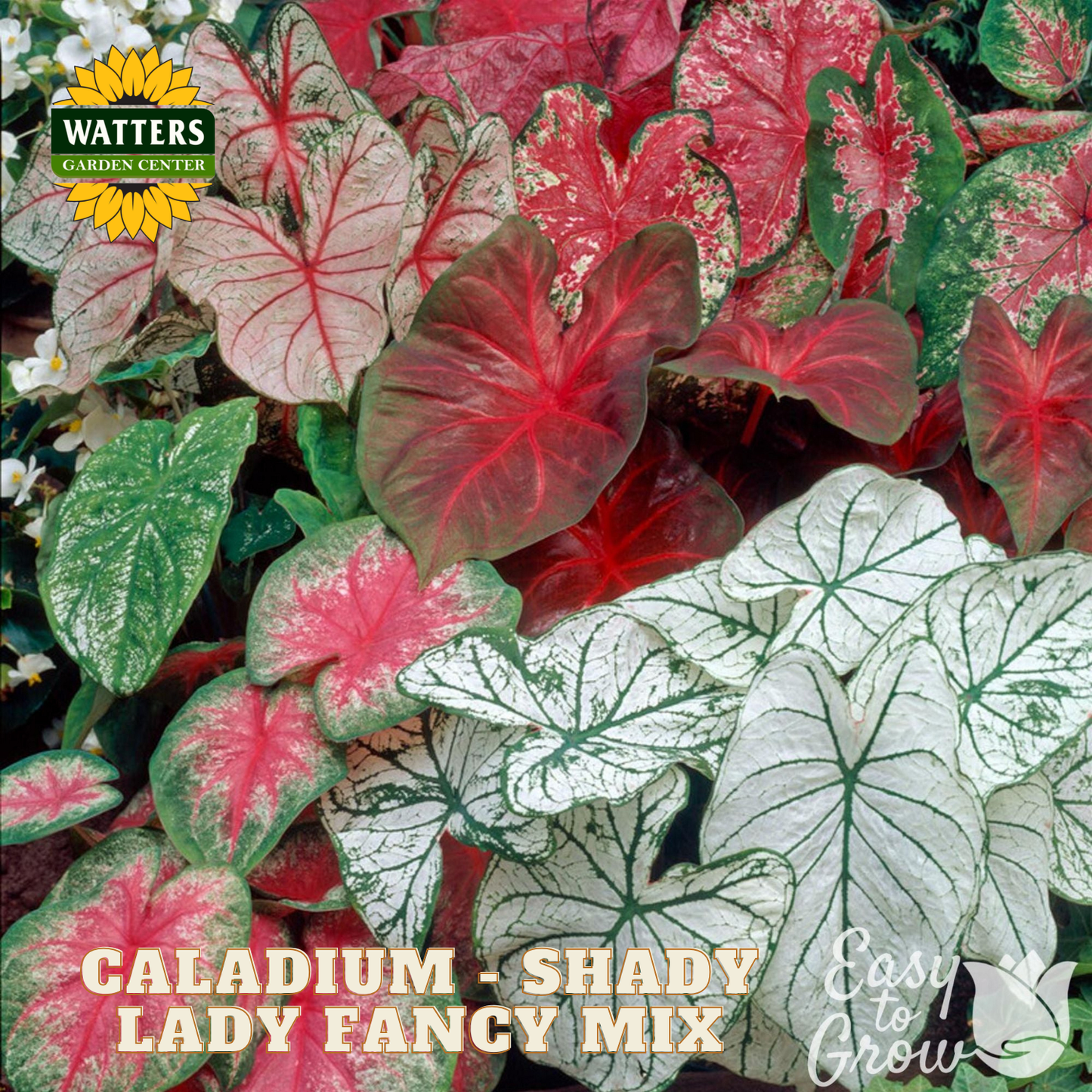 Caladium plants with red, pink, and green leaves on a Watters Garden Center branded background.