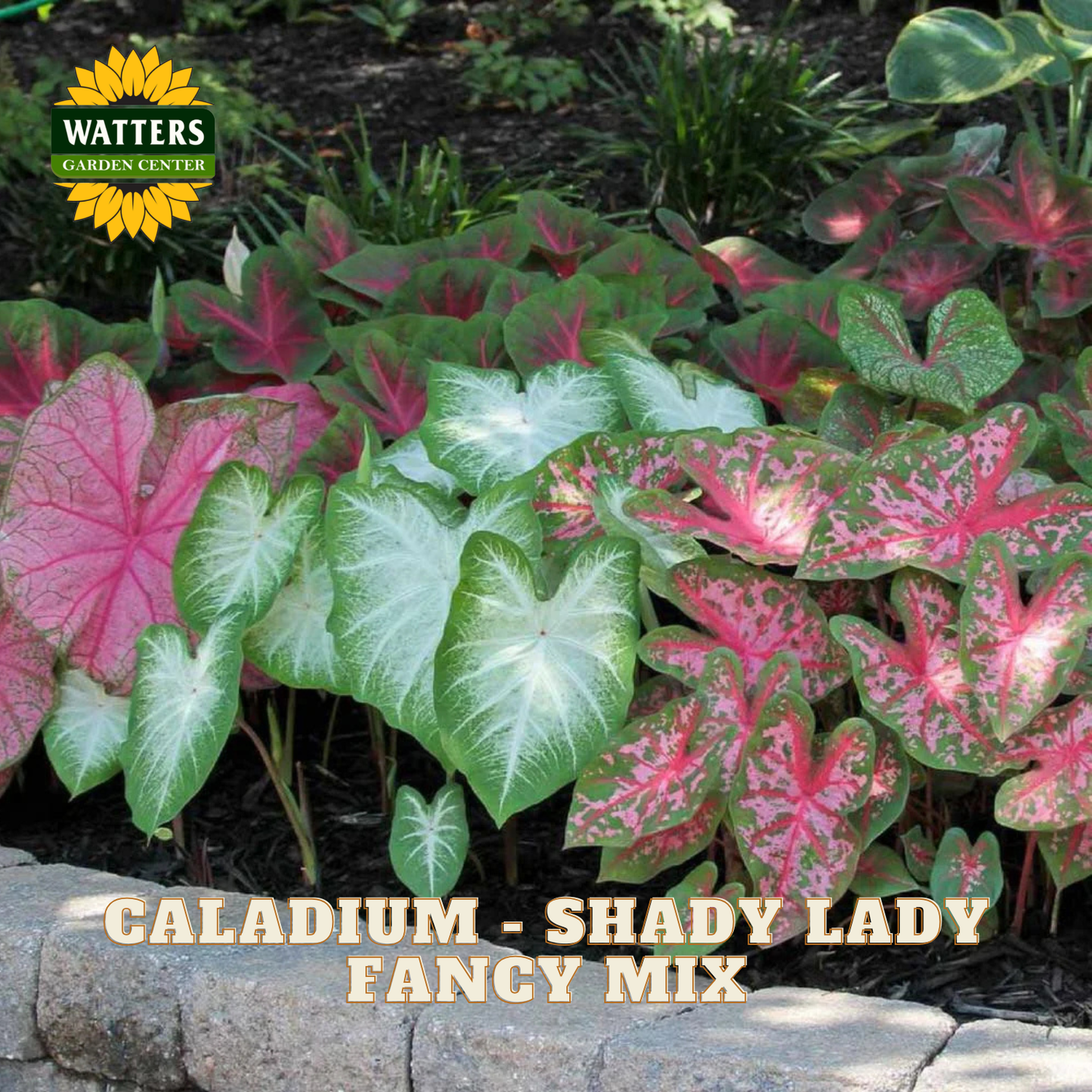 Caladium plants with pink and green leaves in a garden setting, featuring Watters Garden Center branding.