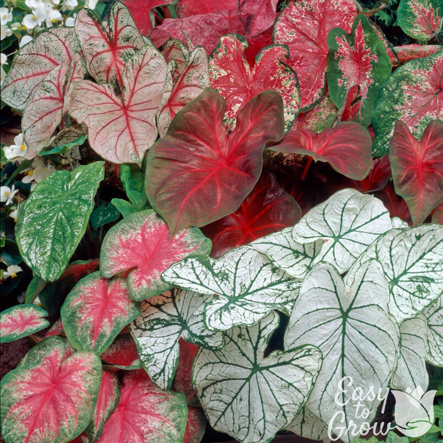 Colorful caladium leaves with red, green, and pink hues.