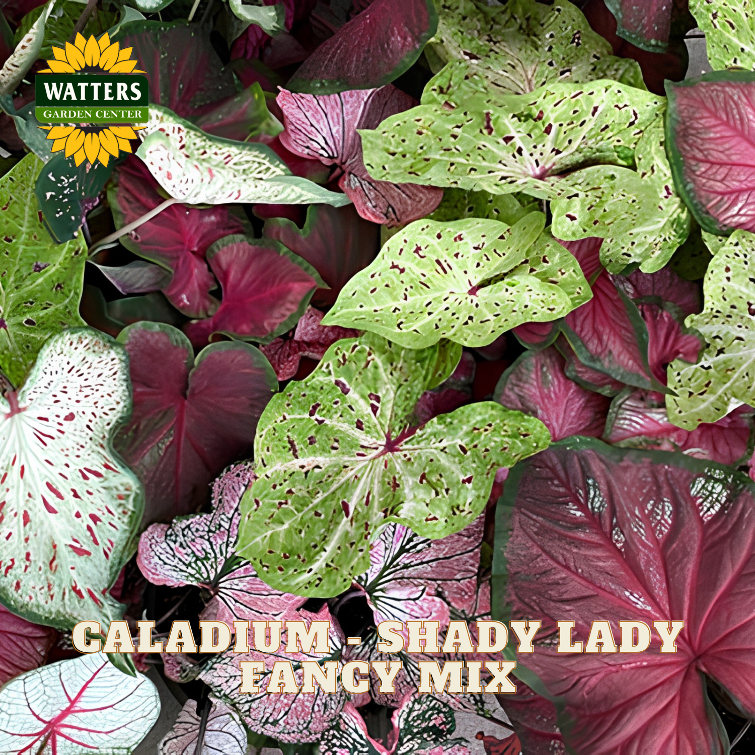 Colorful caladium leaves with 'Watters Garden Center' logo and 'Caladium Shady Lady Fancy Mix' text.