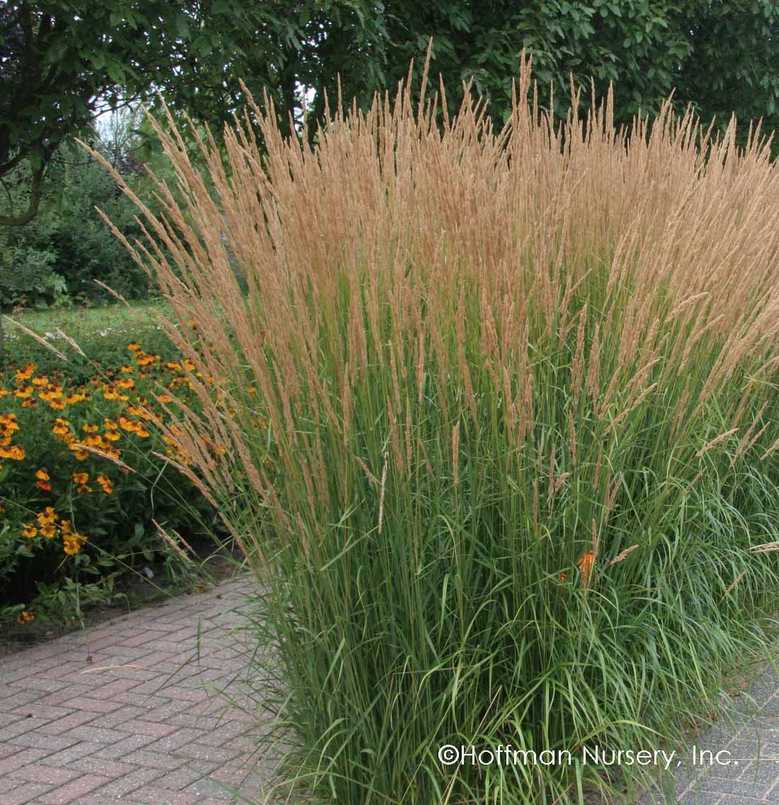 KARL FOERSTER GRASS 1gal