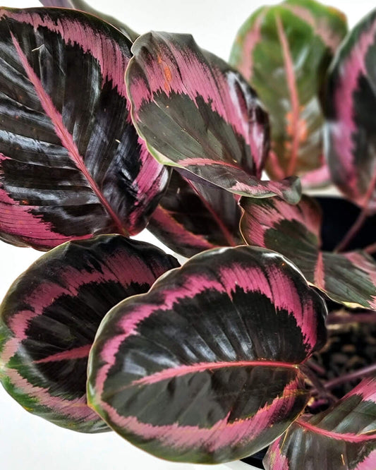 DOTTIE CALATHEA 6in