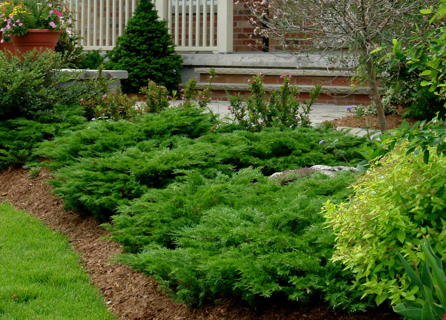CALGARY CARPET JUNIPER 1gal