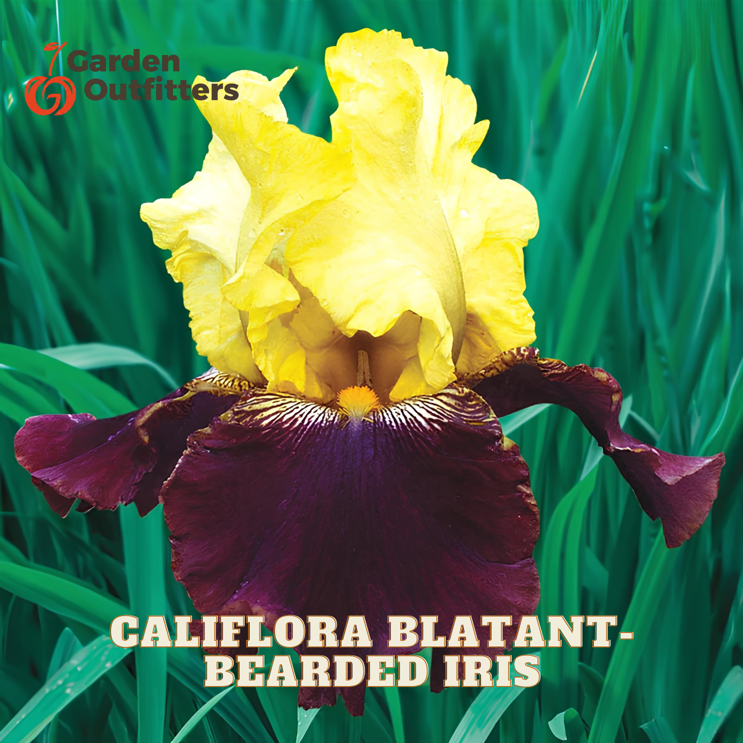 A close-up of a California blatant bearded iris flower with bright yellow upper petals and deep burgundy lower petals, set against a green grassy background. The text 'CALIFORNIA BLATANT BEARDED IRIS' appears at the bottom, and the Garden Outfitters logo appears in the top left corner.