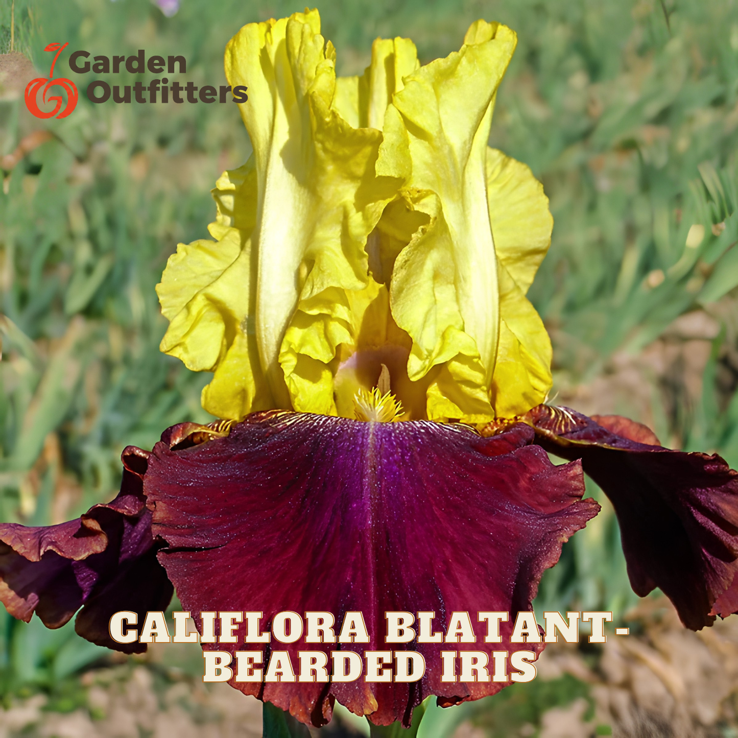A close-up of a blooming bearded iris flower with bright yellow upper petals and deep burgundy-purple lower petals, photographed outdoors with blurred green foliage in the background. Text overlays read 'Garden Outfitters' and 'CALIFORNIA BLATANT - BEARDED IRIS'.