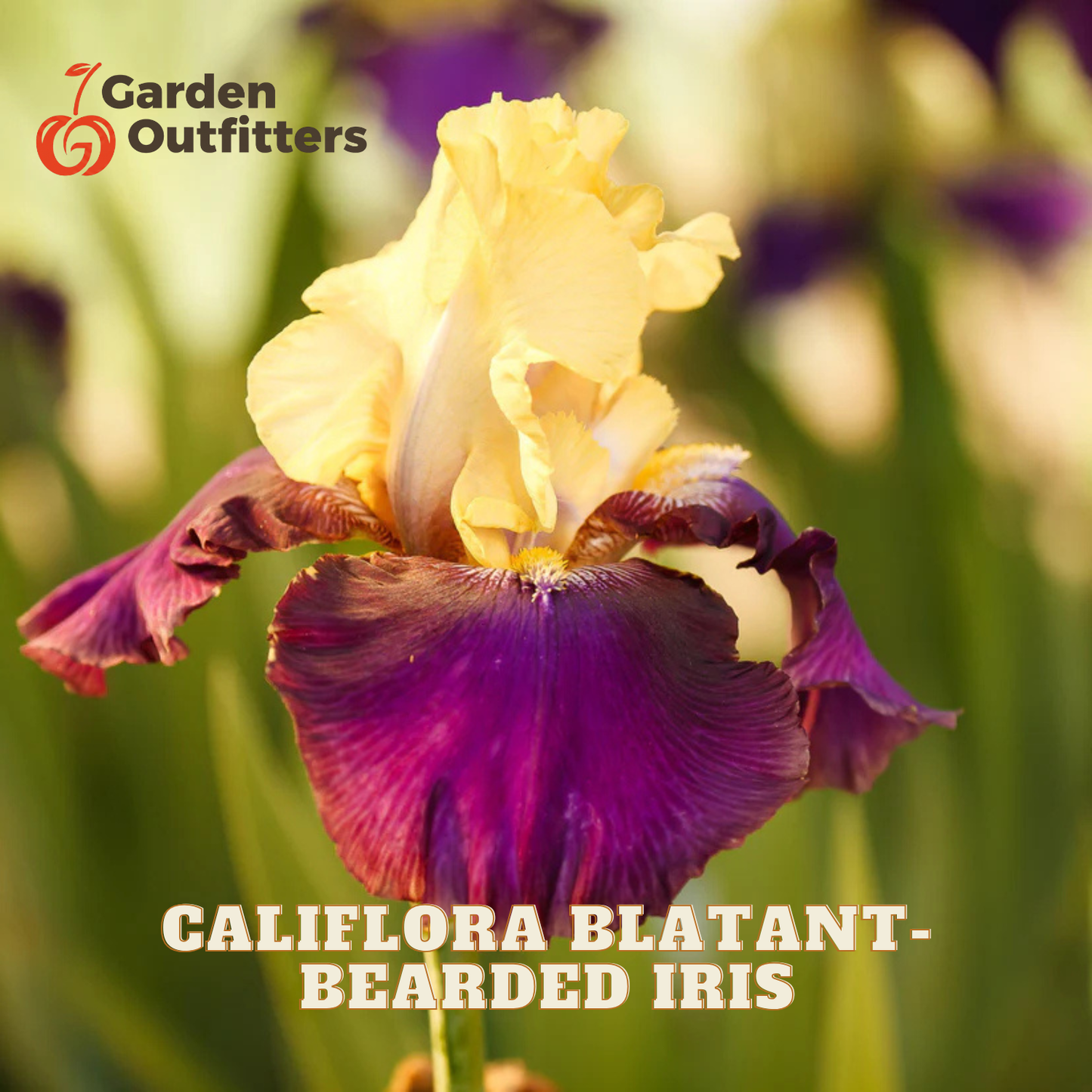 A close-up of a blooming iris flower with pale yellow upper petals and deep purple lower petals, set against a blurred green and yellow garden background. The text 'Garden Outfitters' appears in the top left, and 'CALIFLORA BLATANT- BEATED IRIS' is printed at the bottom.