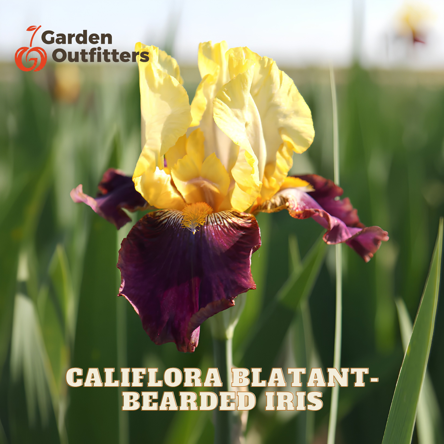 A close-up photograph of a single blooming iris flower in a field, with green leaves and stems in the background. The flower has pale yellow upper petals and deep purple lower petals.