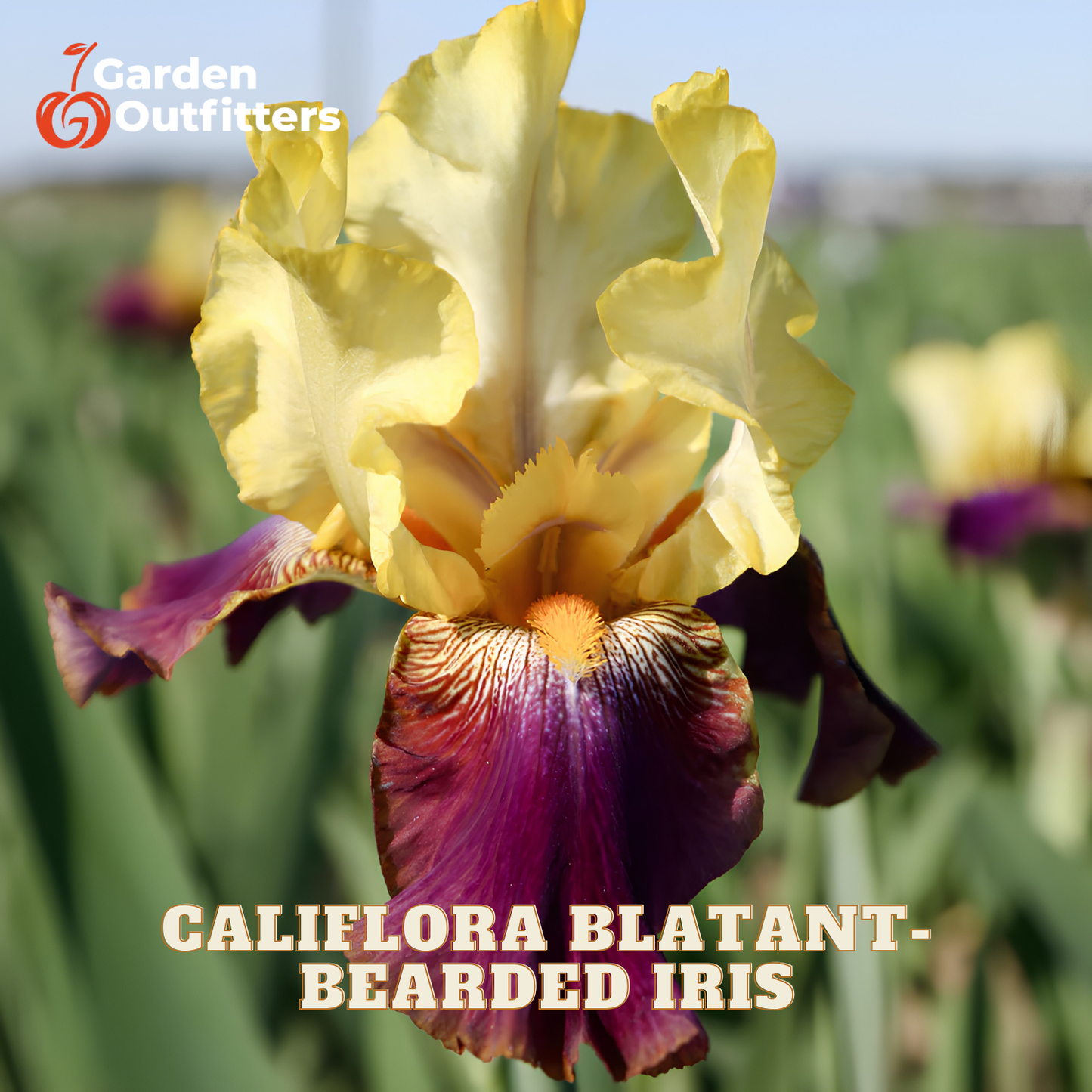 A close-up of a yellow and purple bearded iris flower in a field, with the text 'CALIFORNIA BLATANT - BEARDED IRIS' and a Garden Outfitters logo in the corners.