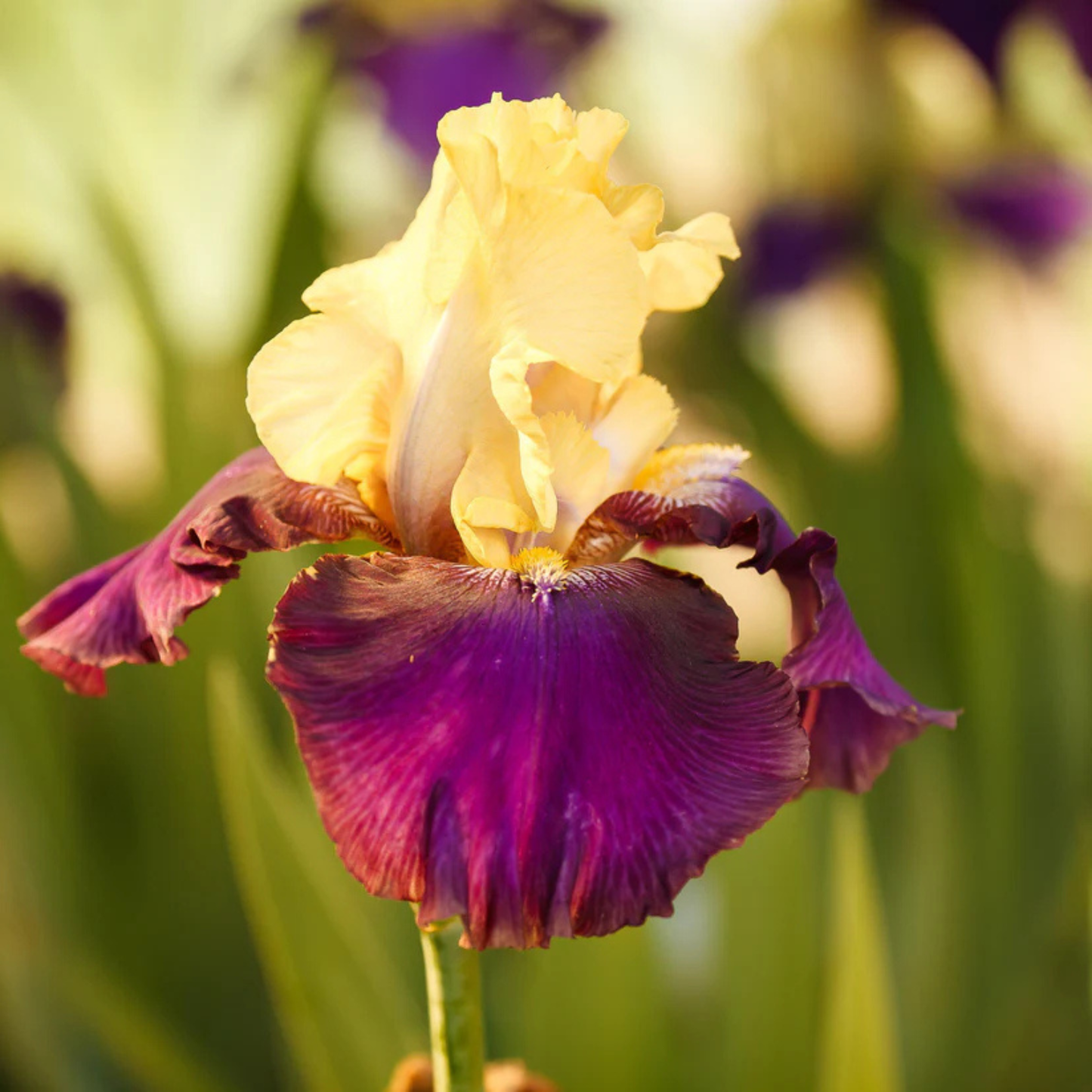 A close-up of a yellow and purple iris flower in bloom against a soft-focus green and yellow garden background.