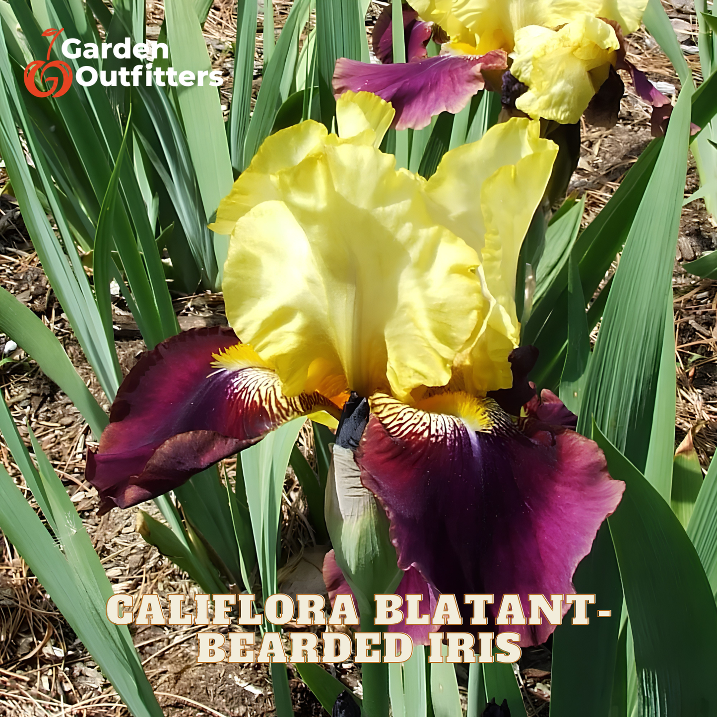 A close-up of a yellow and deep purple bearded iris flower with green leaves growing outdoors on mulch, with Garden Outfitters branding and the text 'CALIFLORA BLATANT - BEARED IRIS' overlaid.
