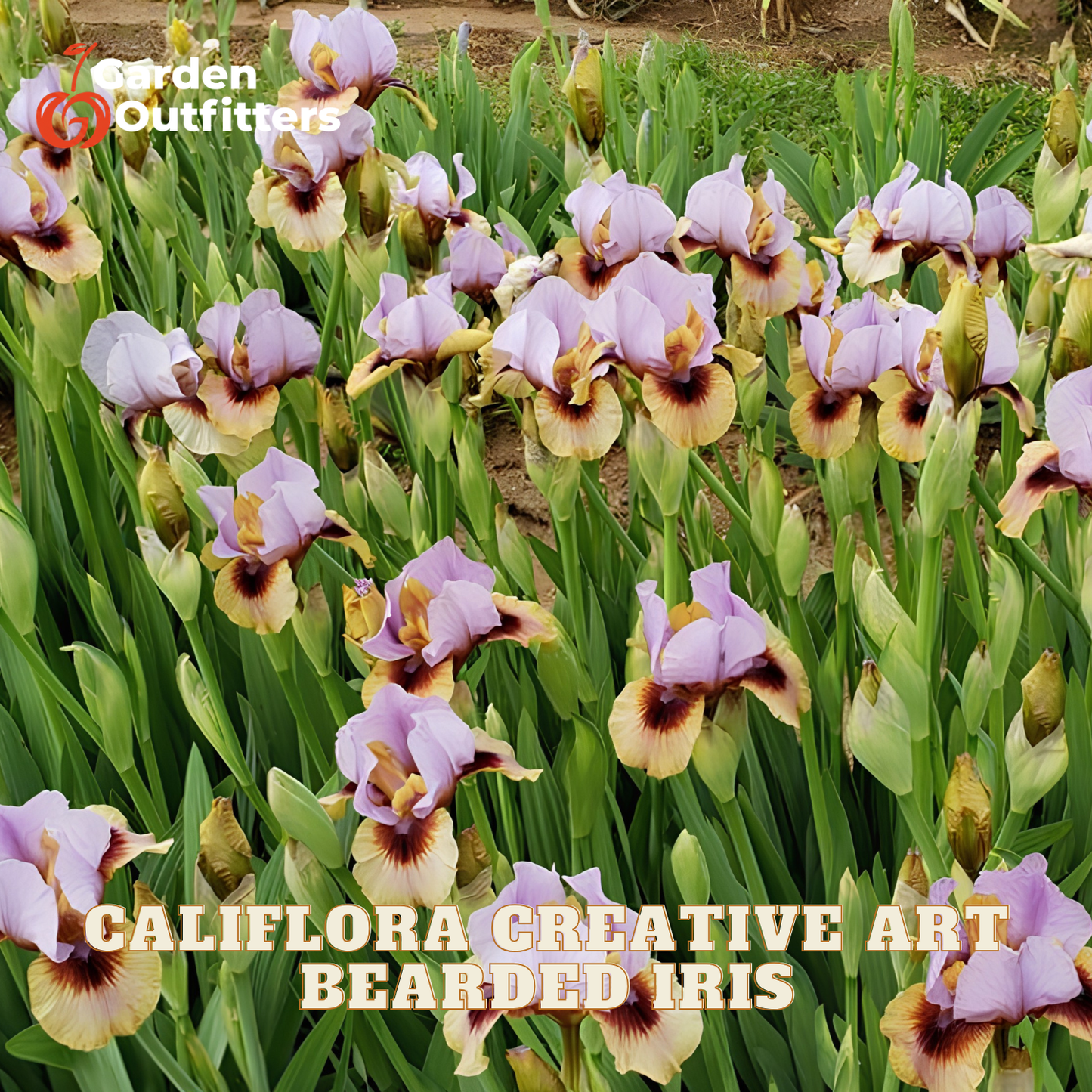 A dense patch of California Creative Art Bearded Iris flowers in a garden setting, featuring light purple and cream blooms with dark brown accents, surrounded by green foliage. A 'Garden Outfitters' logo is visible in the top-left corner, and text at the bottom reads 'CALIFORNIA CREATIVE ART BEARDED IRIS'.