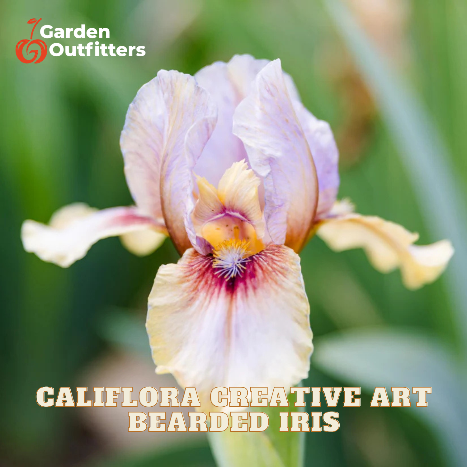 A close-up of a pale lavender and cream bearded iris flower with a yellow-orange center and deep purple-red nectar groove, set against a blurred green garden background. The text 'CALIFORNIA CREATIVE ART BEARDED IRIS' is displayed at the bottom, and the 'Garden Outfitters' logo is in the top-left corner.