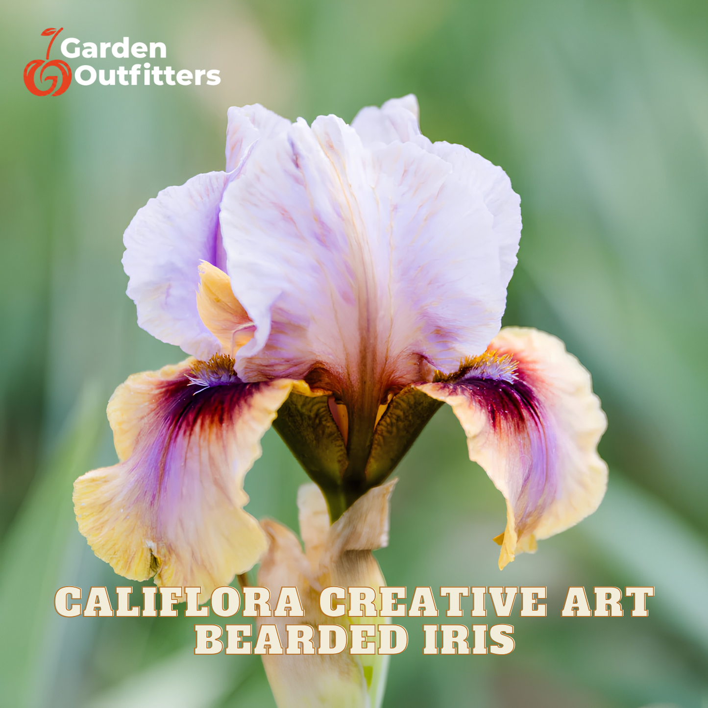 A close-up of a blooming bearded iris flower with pale lavender petals, cream and purple markings, and a green stem against a blurred green background. The text 'CALIFLORA CREATIVE ART BEARDED IRIS' appears at the bottom, and the 'Garden Outfitters' logo appears in the top left.