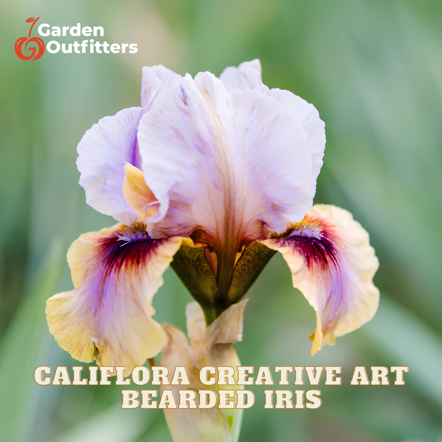 A close-up of a blooming bearded iris flower with pale lavender petals, cream and purple markings, and a green stem against a blurred green background. The text 'CALIFLORA CREATIVE ART BEARDED IRIS' appears at the bottom, and the 'Garden Outfitters' logo appears in the top left.