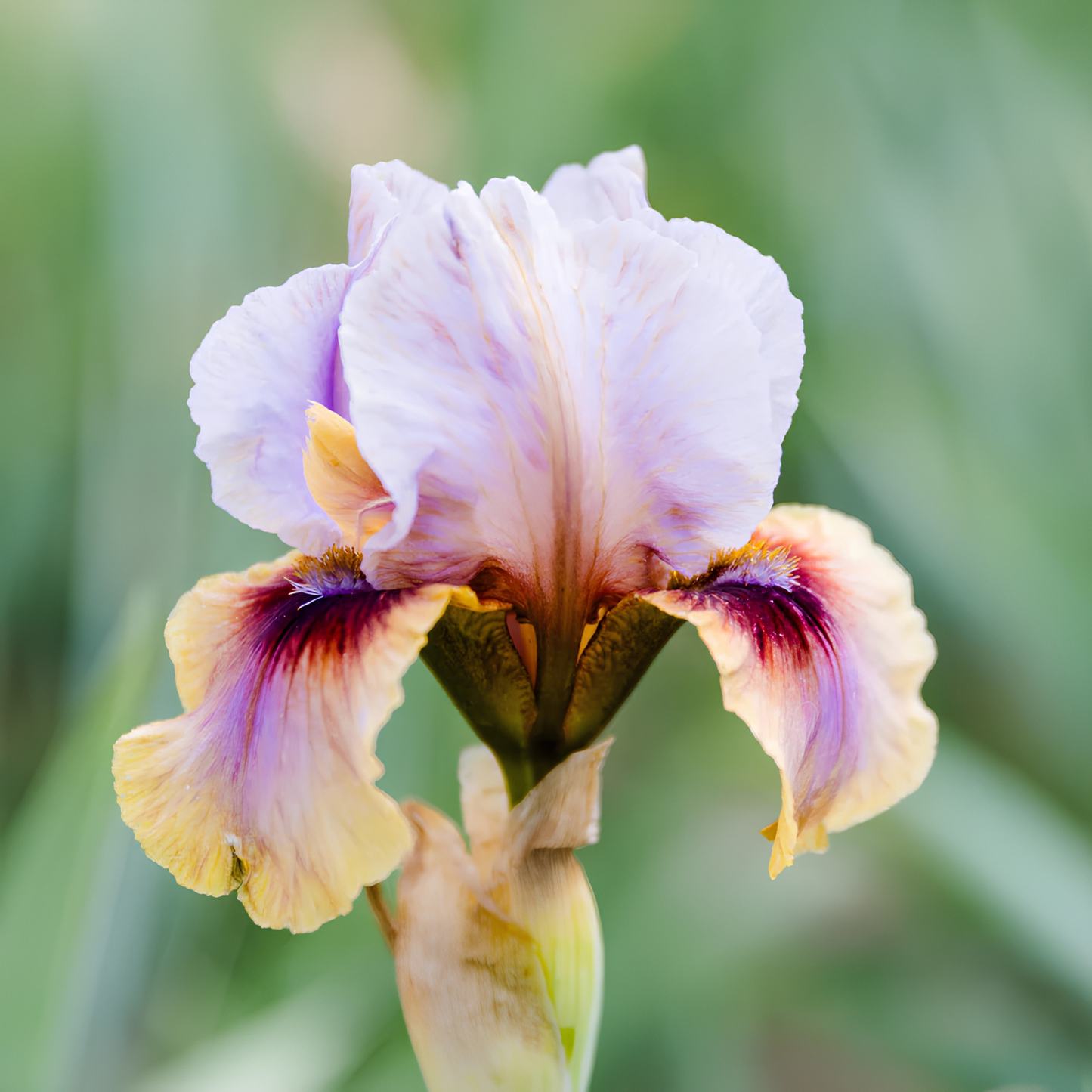 A close-up of a single iris flower with pale lavender petals, cream-yellow lower petals, and deep purple to burgundy markings, set against a soft blurred green background.