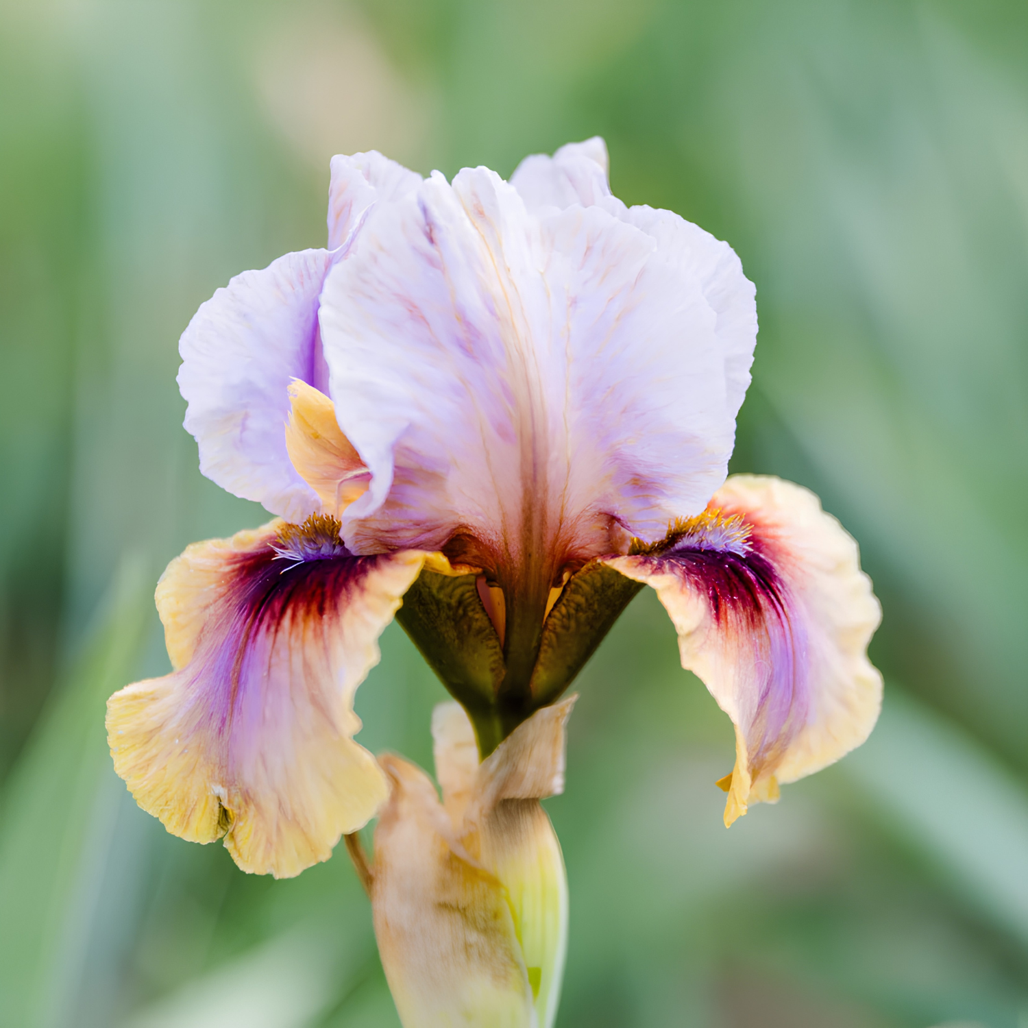 A close-up of a single iris flower with pale lavender petals, cream-yellow lower petals, and deep purple to burgundy markings, set against a soft blurred green background.