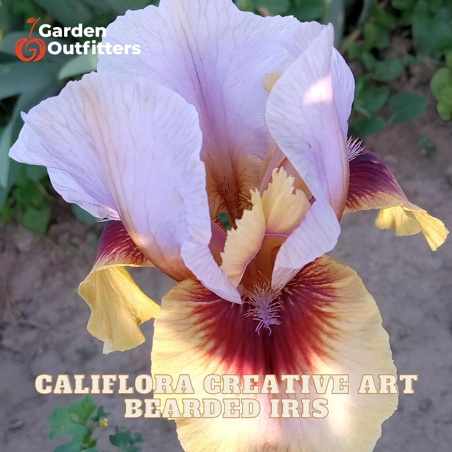 A close-up of a blooming bearded iris flower with pale lavender upper petals, yellow lower petals, and deep burgundy markings, photographed outdoors with Garden Outfitters branding and the text 'CALIFLORA CREATIVE ART BEARDED IRIS' overlaid.