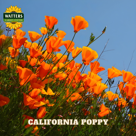 California poppies with Watters Garden Center logo against a blue sky