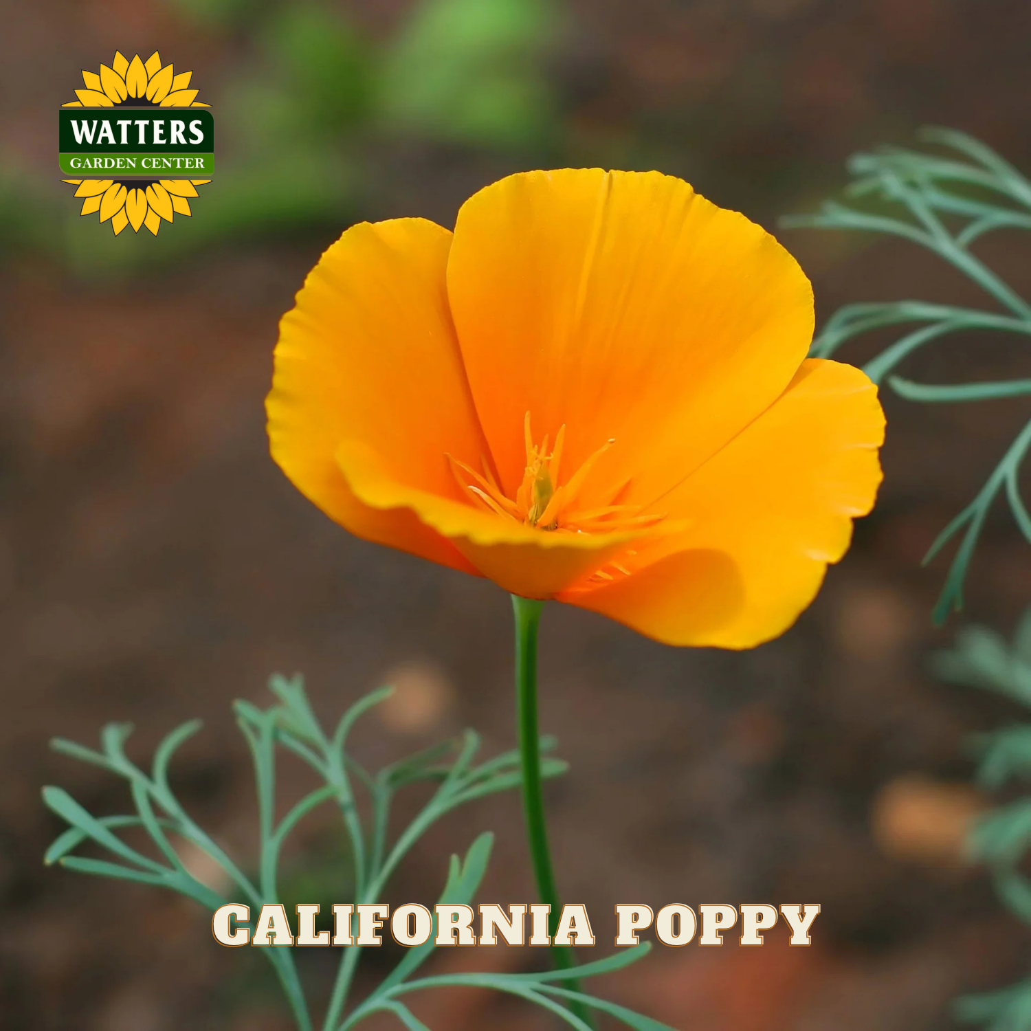 California poppy flower with Watters Garden Center logo in the corner
