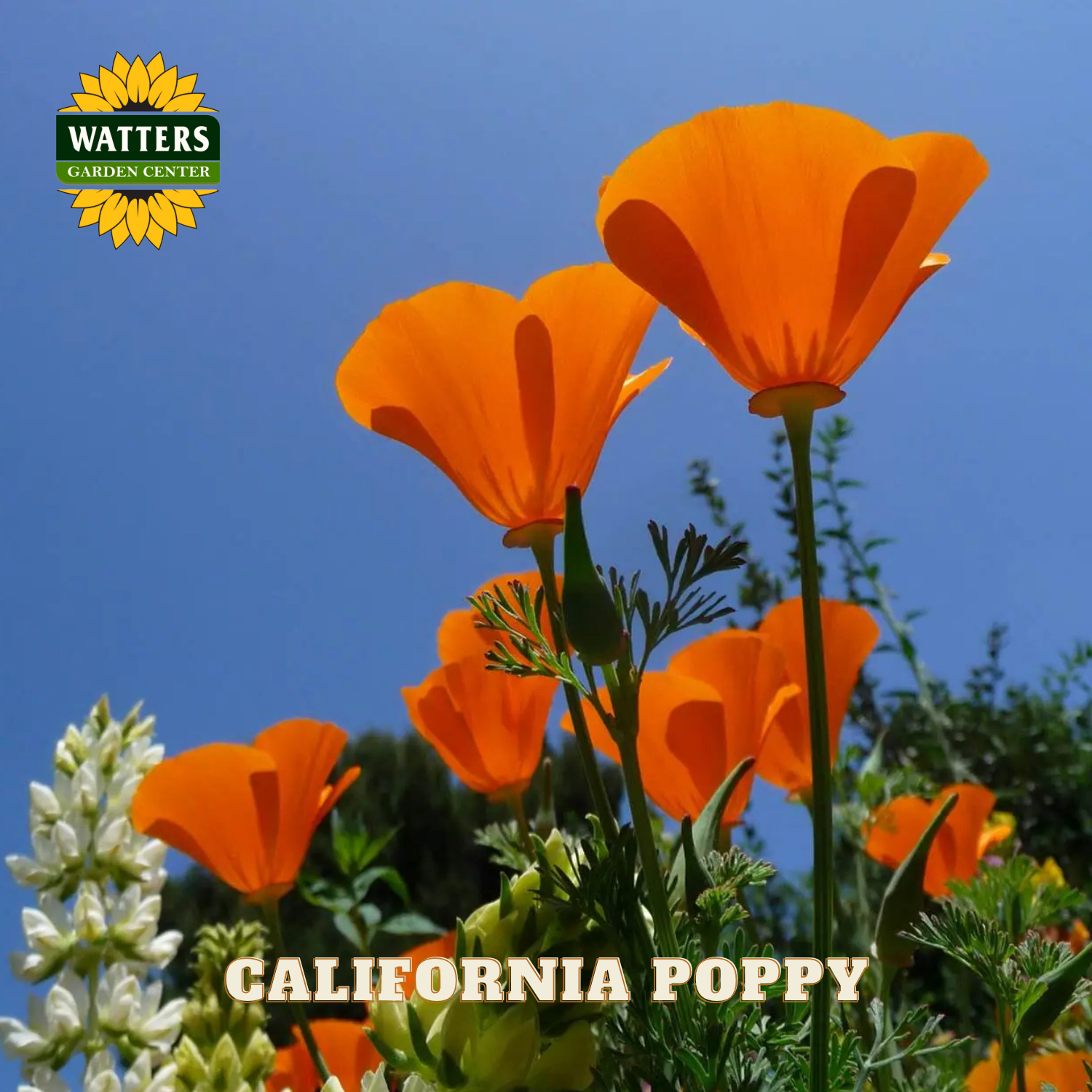 Orange California poppies with a clear blue sky and Watters Garden Center logo.