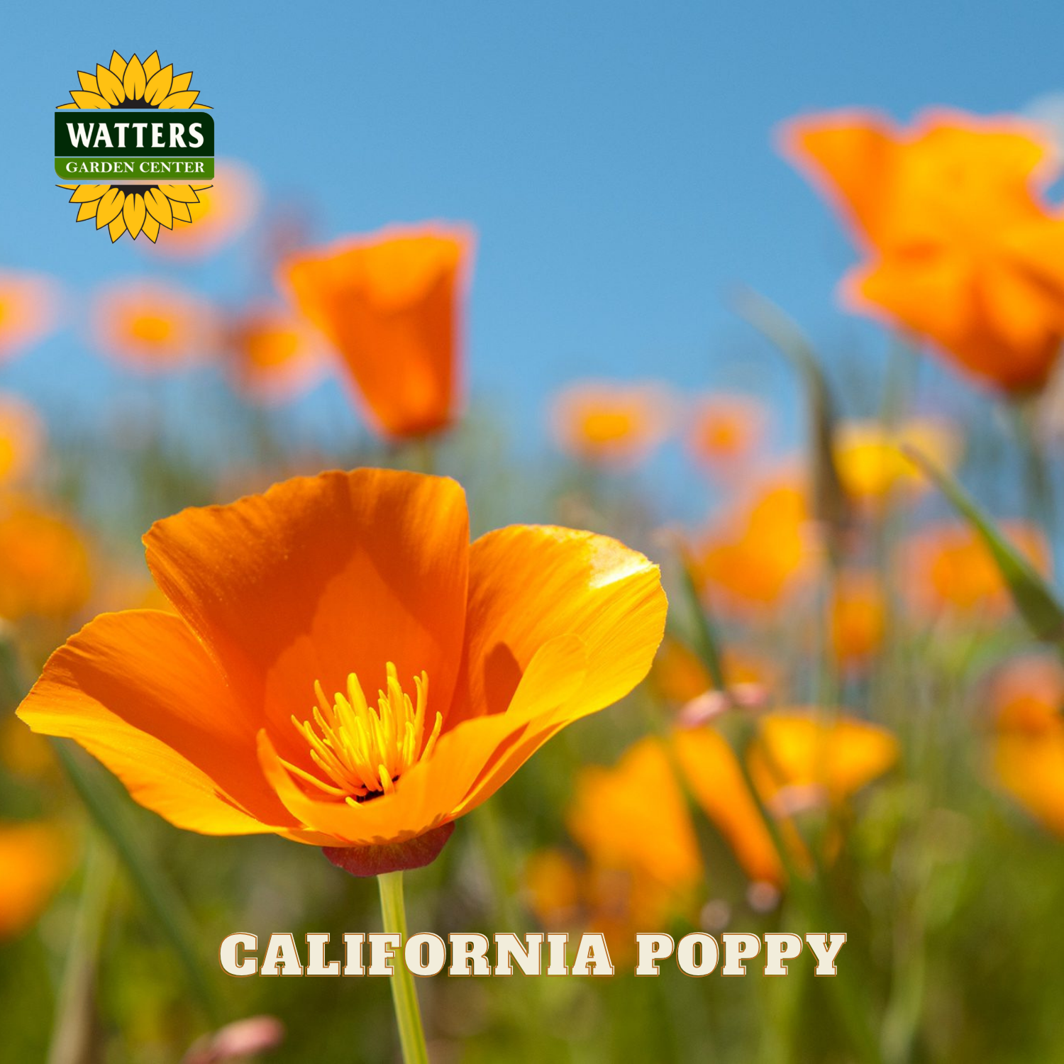 California poppy flower with Watters Garden Center logo and text overlay.