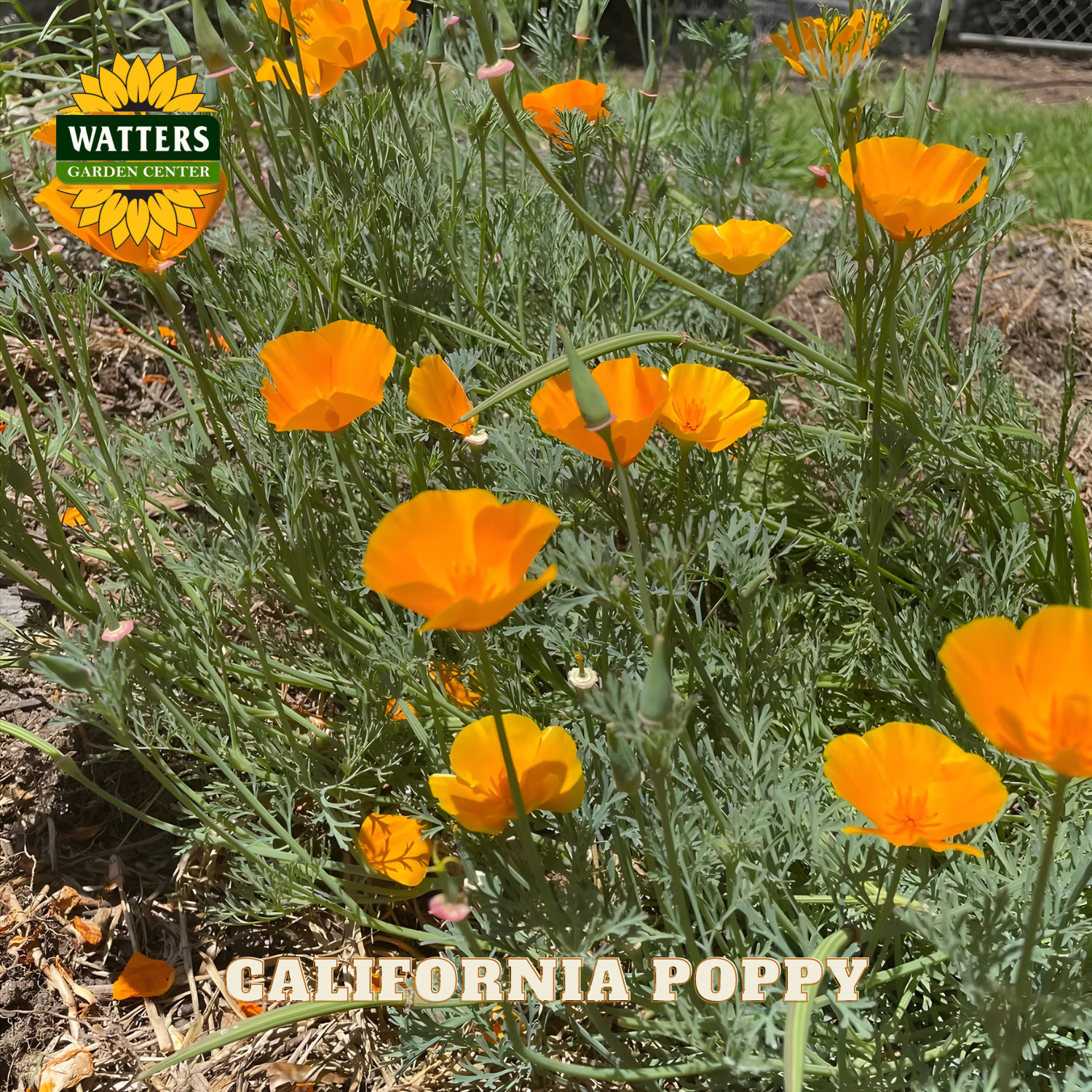 California poppies with Watters Garden Center logo in the corner