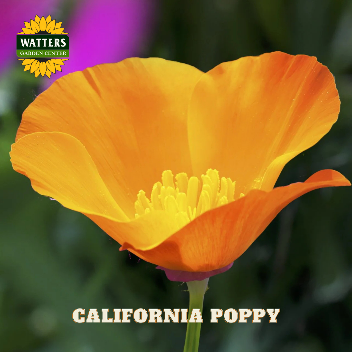 Orange California poppy flower with Watters Garden Center logo in the corner.