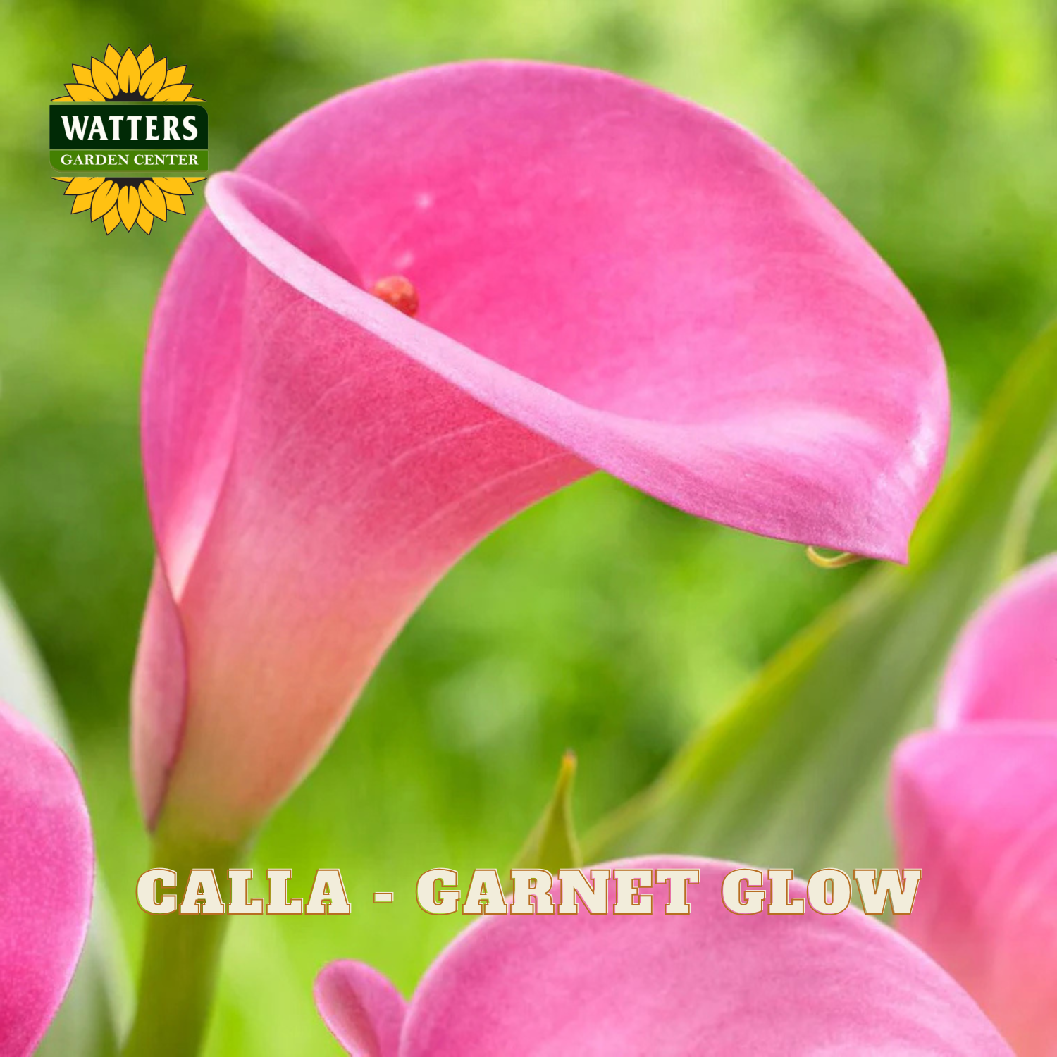 Pink calla lily flower with 'Watters Garden Center' logo in the corner.