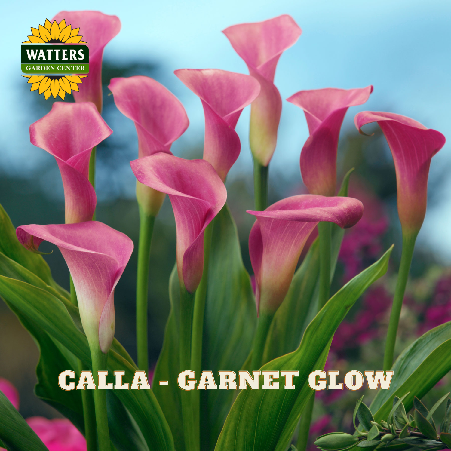 Pink calla lilies with green leaves and Watters Garden Center logo.