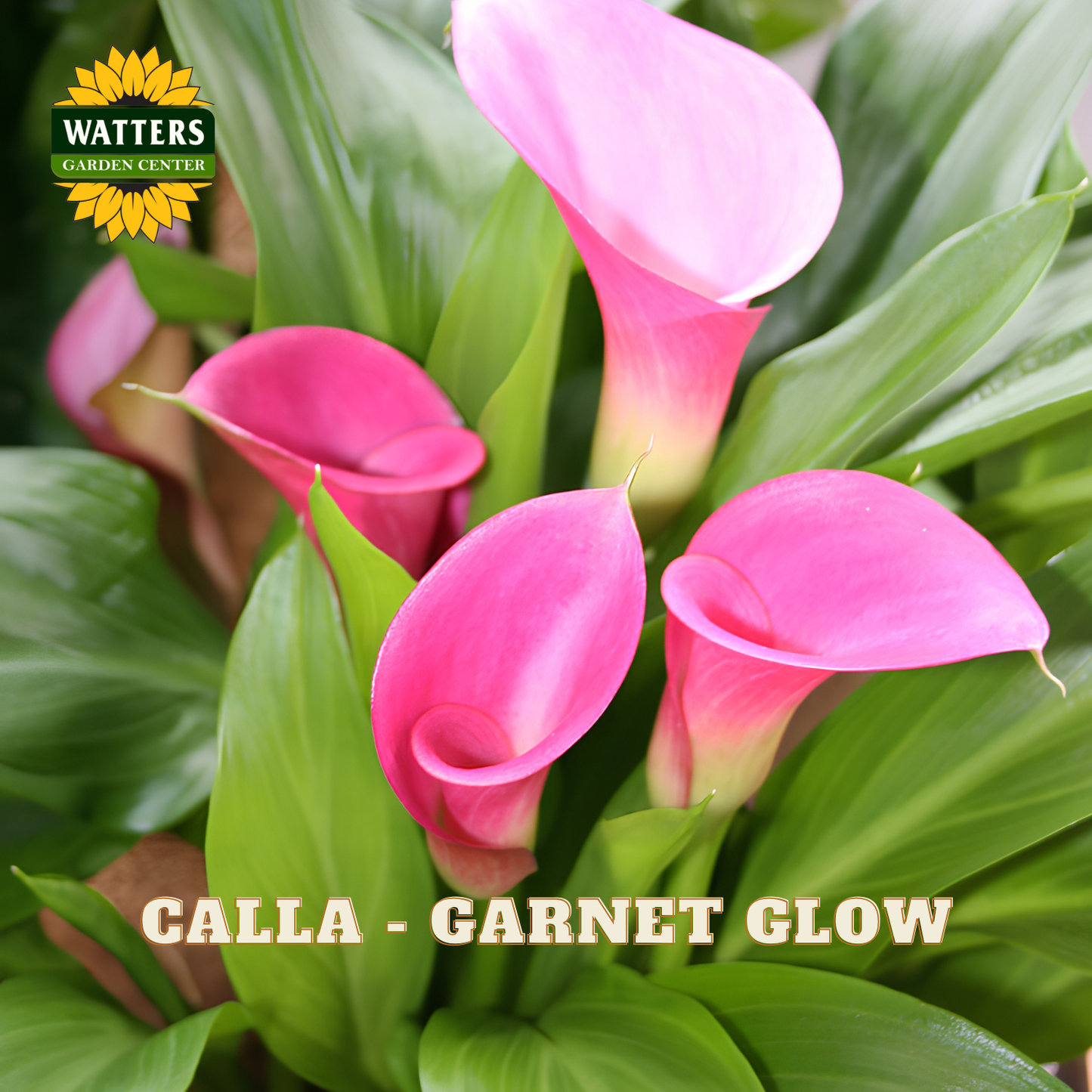 Pink calla lilies with green leaves and Watters Garden Center logo.