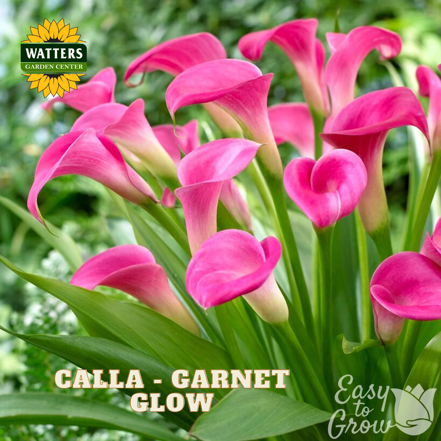 Pink calla lilies with green leaves and Watters Garden Center branding.