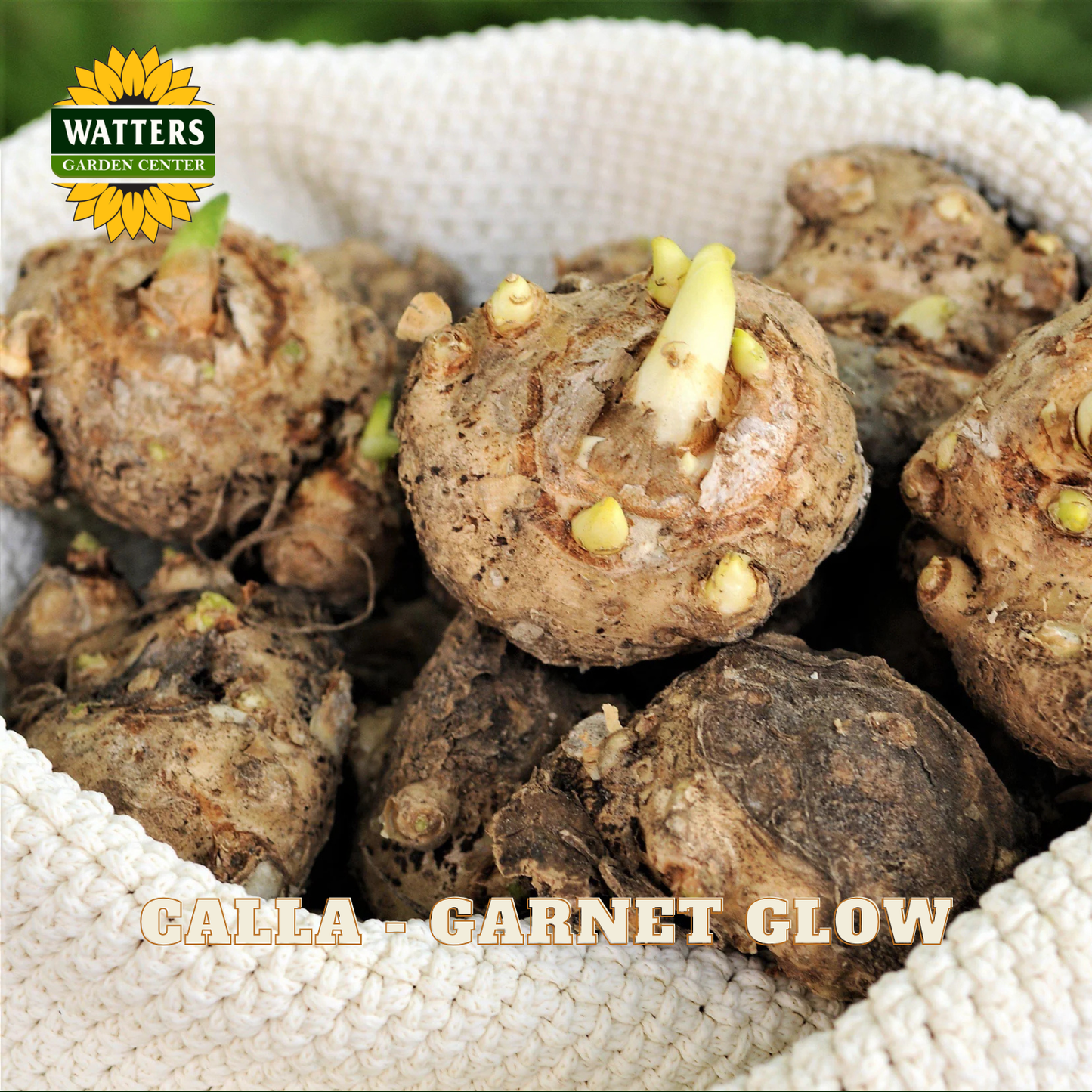 Galla Corms with sprouts in a white mesh bag, branded with Watters Garden Center.