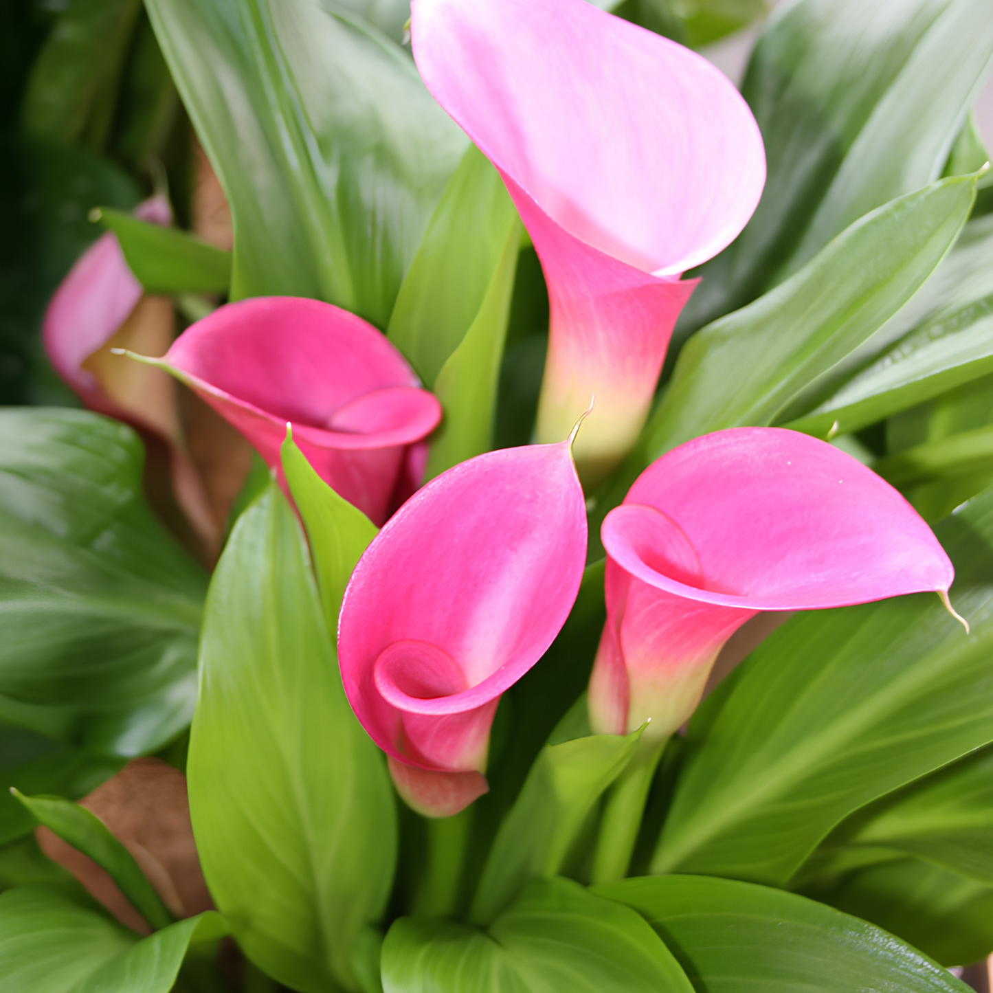Pink calla lilies surrounded by green leaves