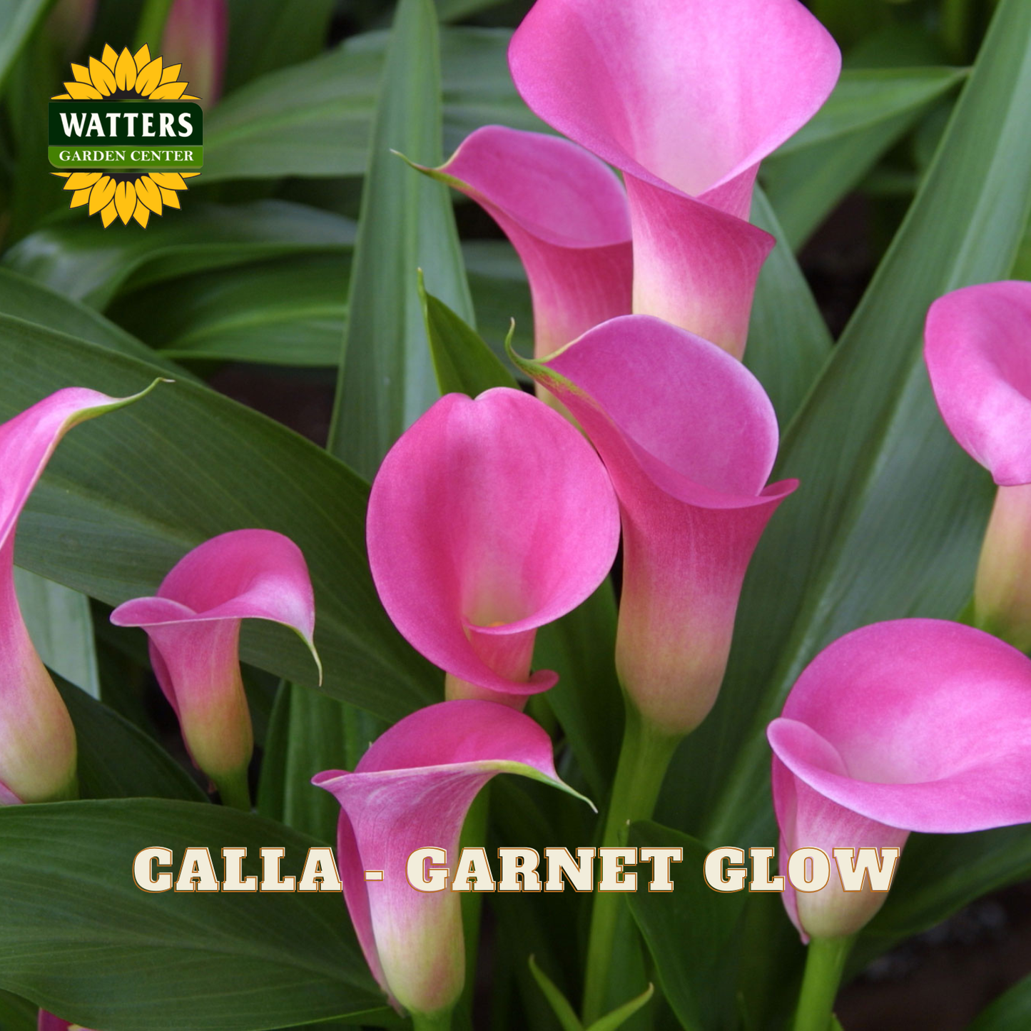 Pink calla lilies with green leaves and Watters Garden Center logo.