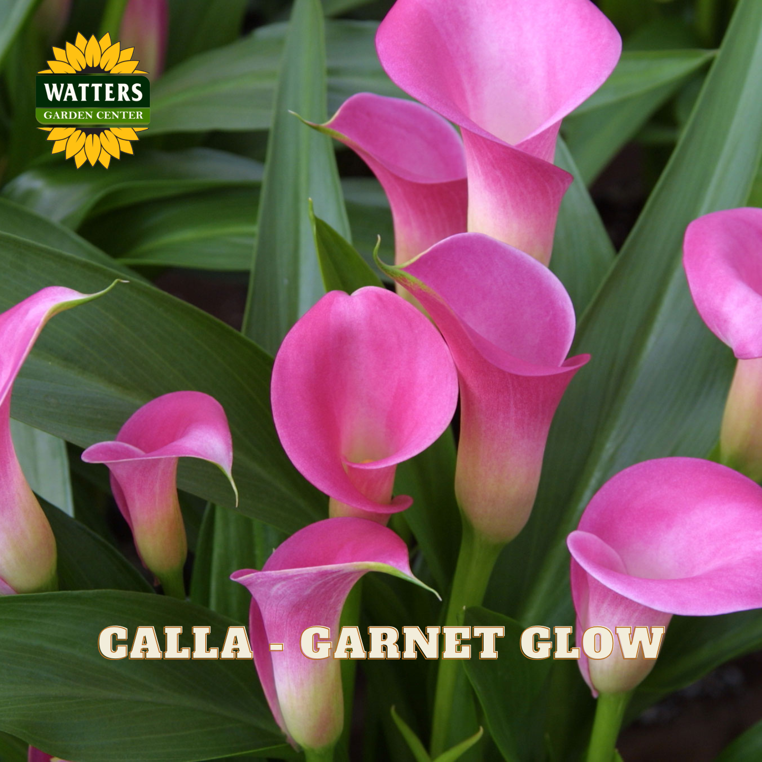 Pink calla lilies with green leaves and Watters Garden Center logo.