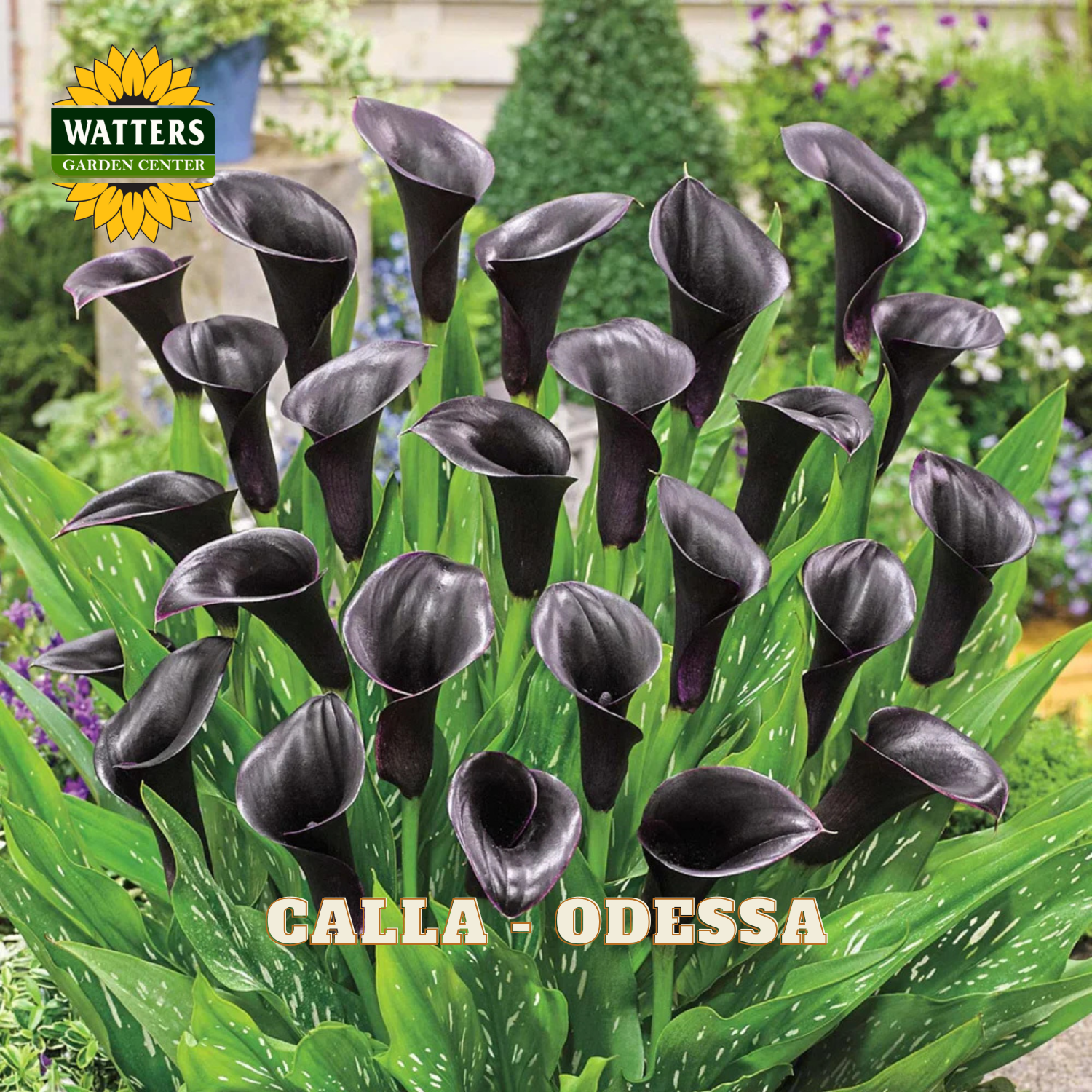Black calla lilies with green leaves and 'Watters Garden Center' branding.
