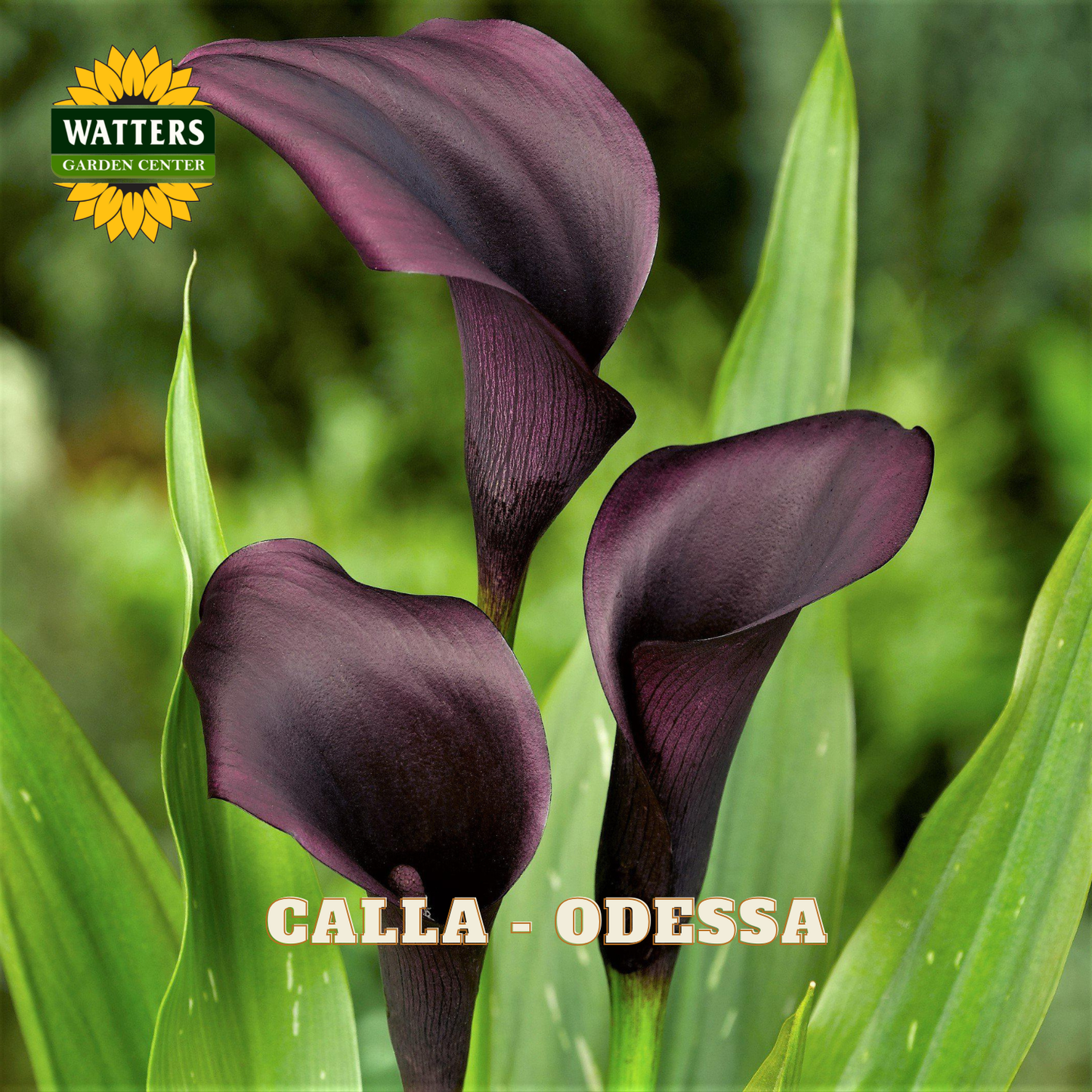 Purple calla lilies with green leaves and Watters Garden Center logo.