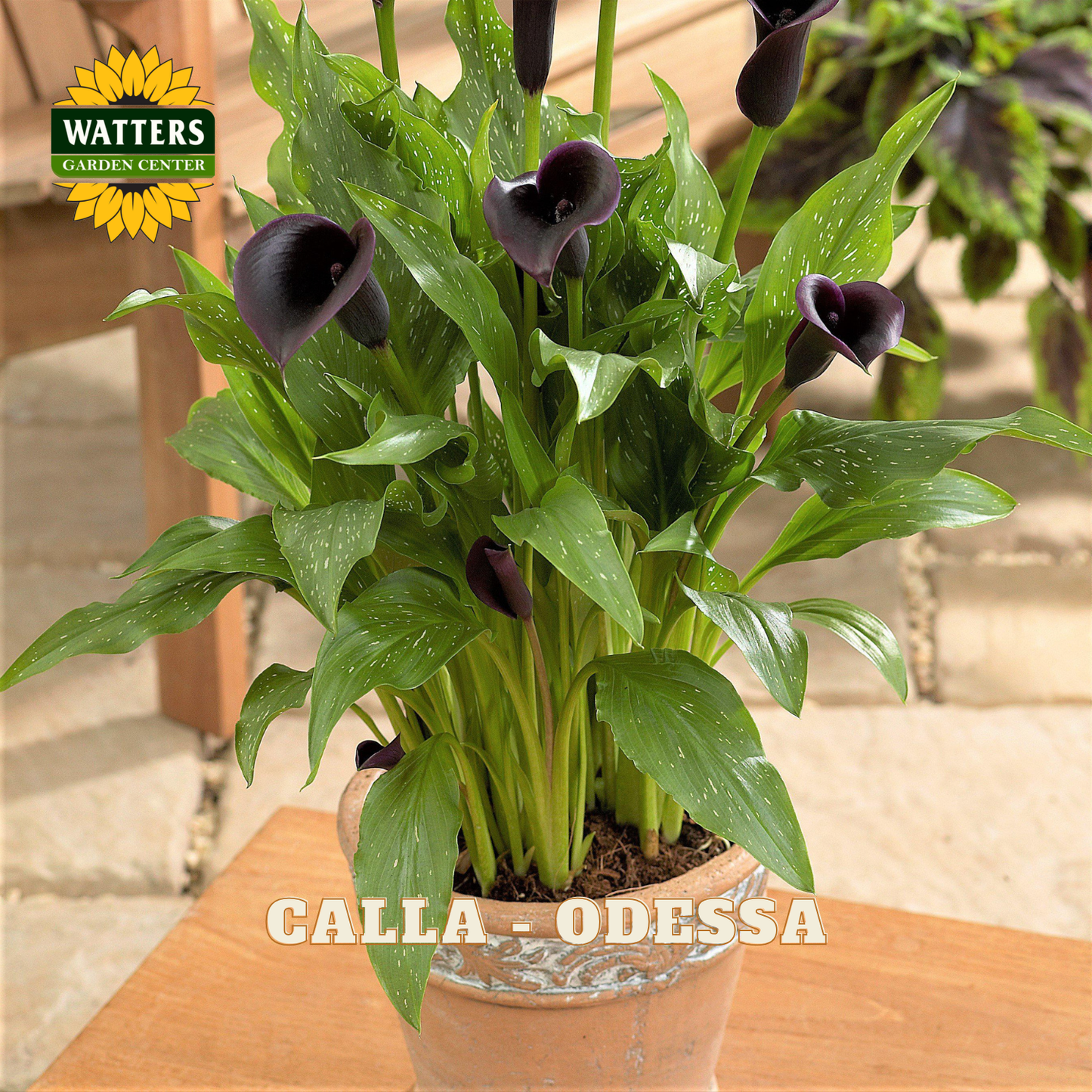 Potted calla lily plant with green leaves and purple flowers on a wooden surface, branded with Watters Garden Center.