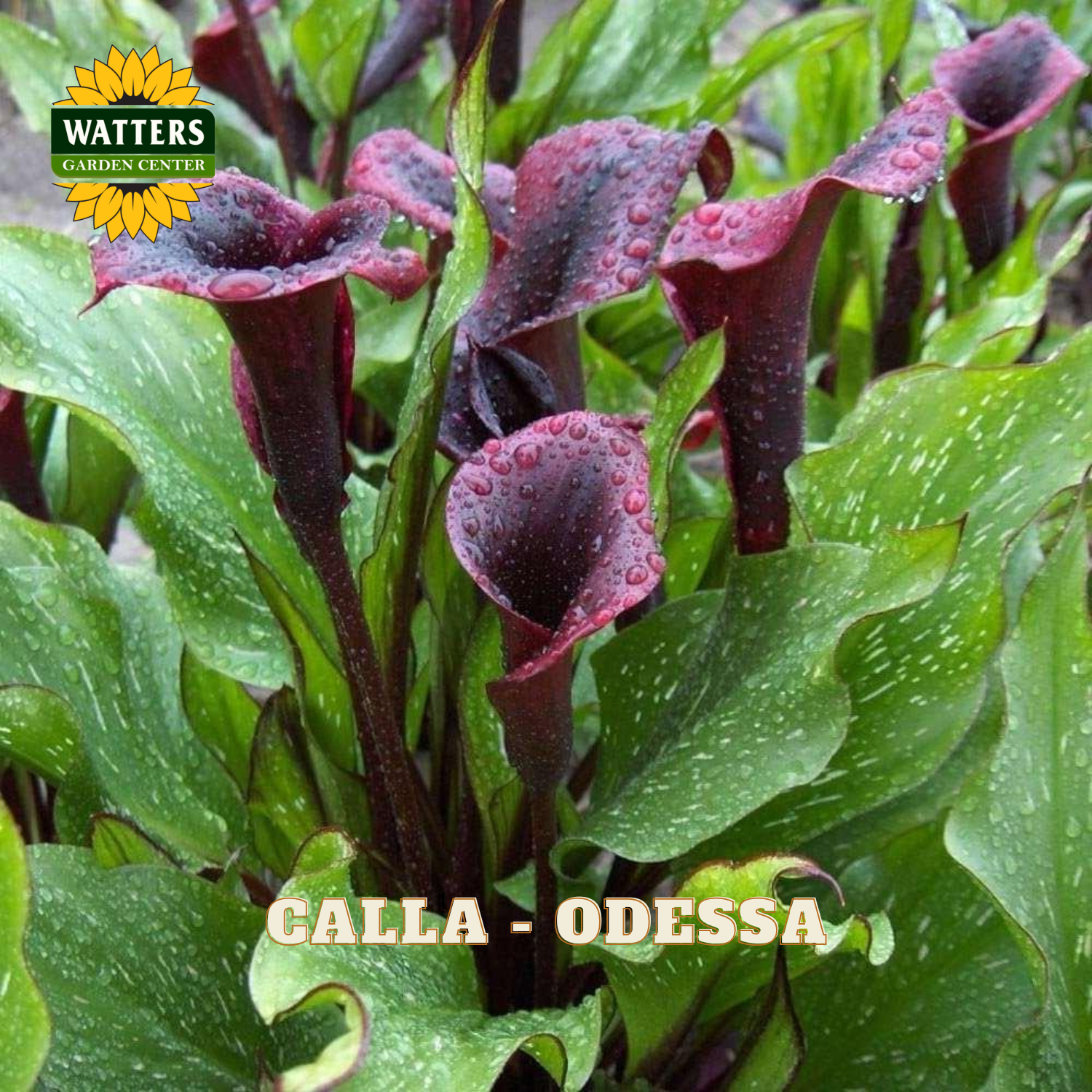 Calla lilies with water droplets on leaves, branded 'Watters Garden Center'.