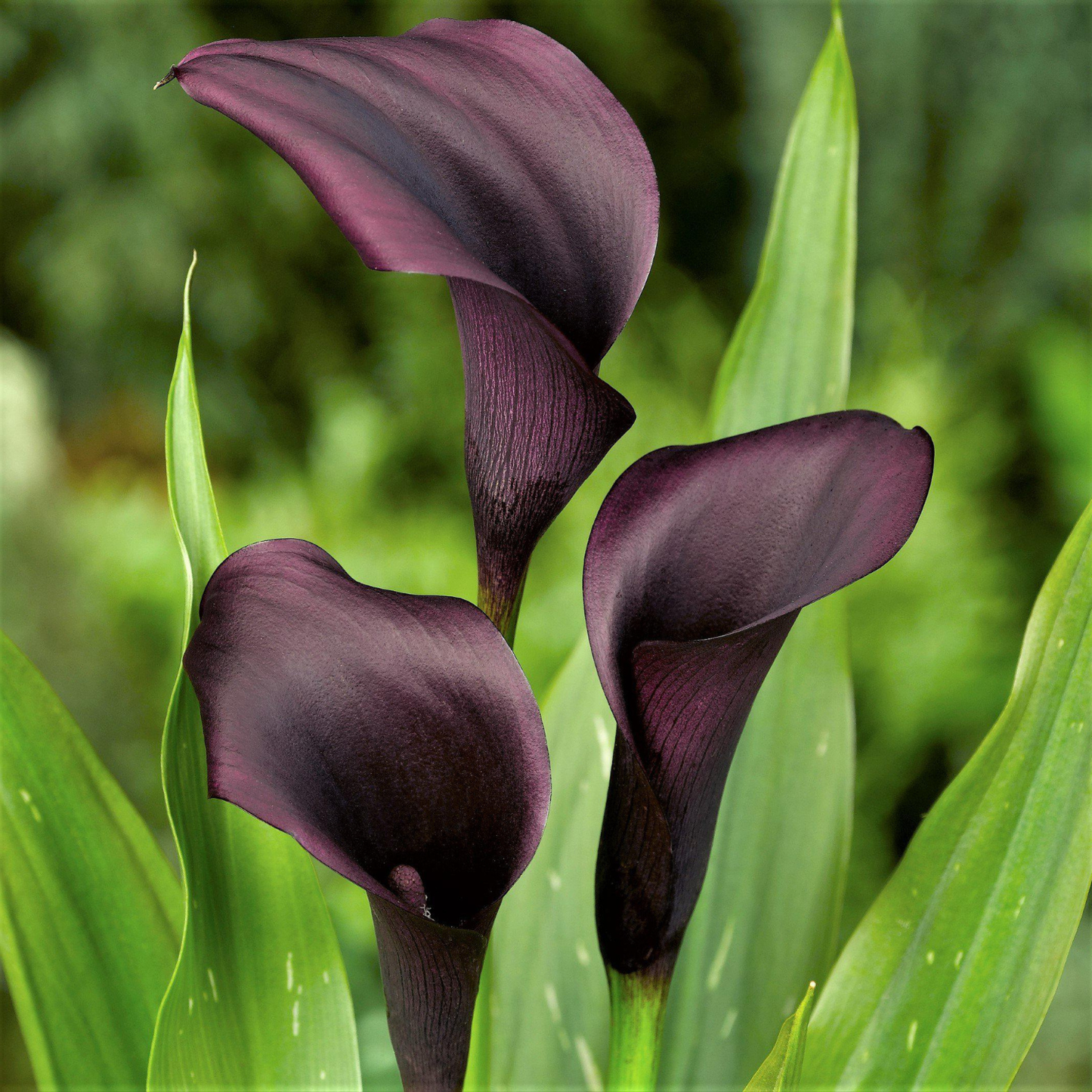 Three purple calla lilies with green leaves on a blurred green background