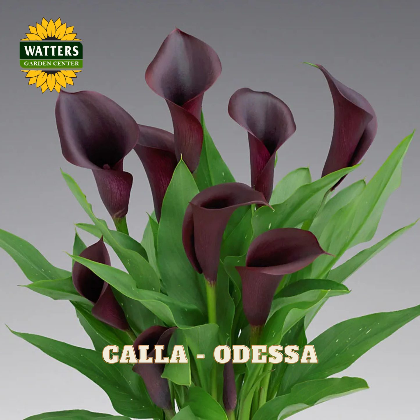Bouquet of dark purple calla lilies with green leaves on a gray background, featuring Watters Garden Center logo.