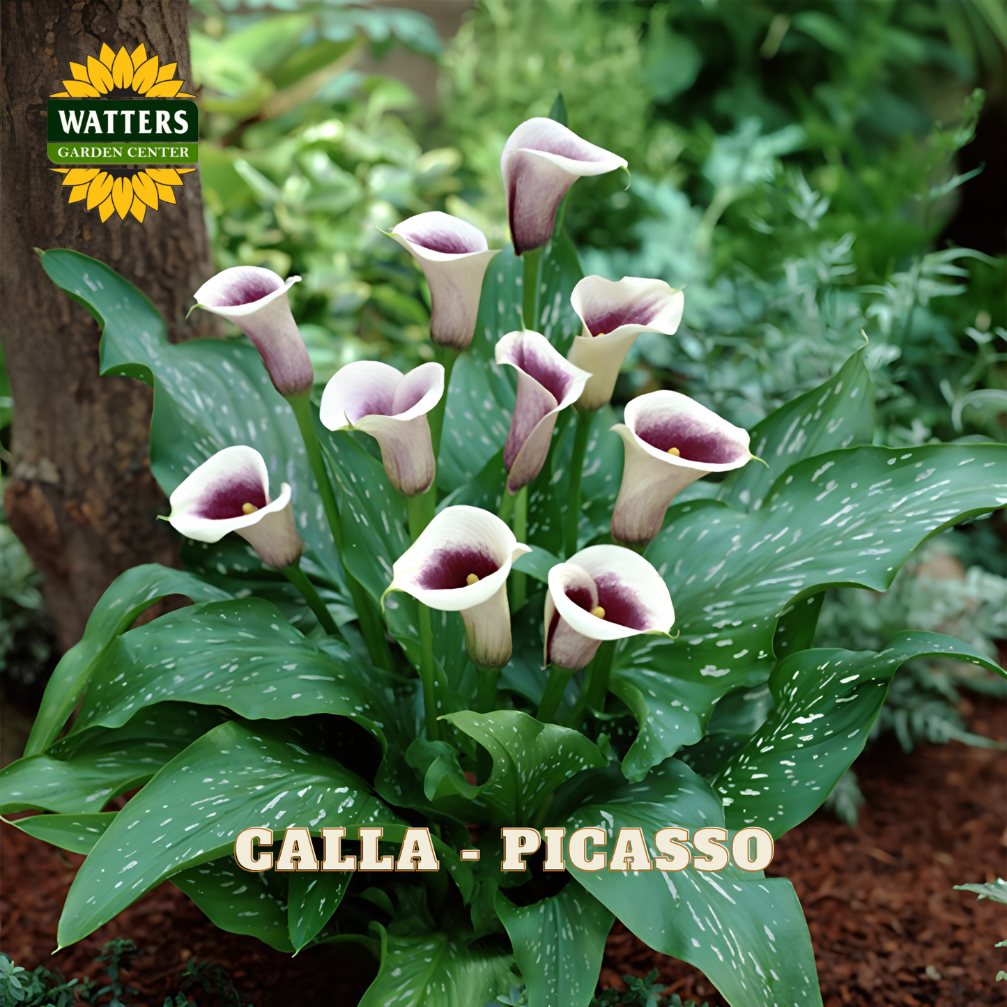 Calla lily plant with green leaves and purple flowers, labeled 'Calla Picasso' from Watters Garden Center.