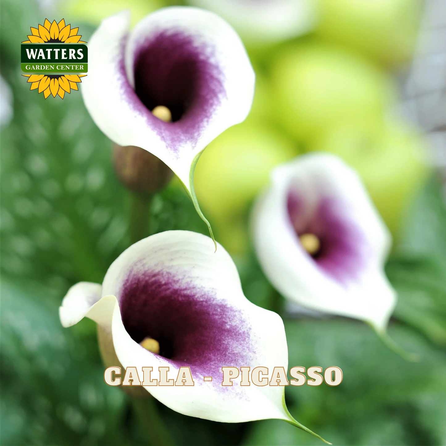 Calla lilies with purple centers and green leaves, branded with Watters Garden Center.