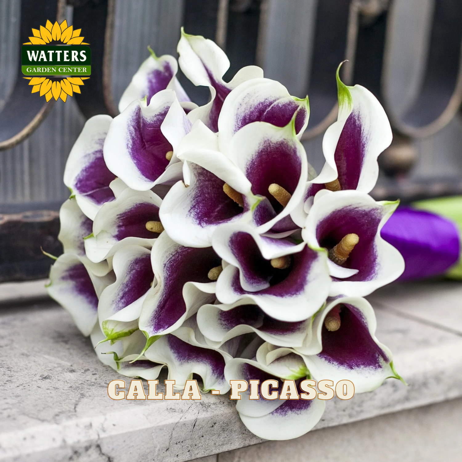 Bouquet of white and purple calla lilies with 'Watters Garden Center' logo.