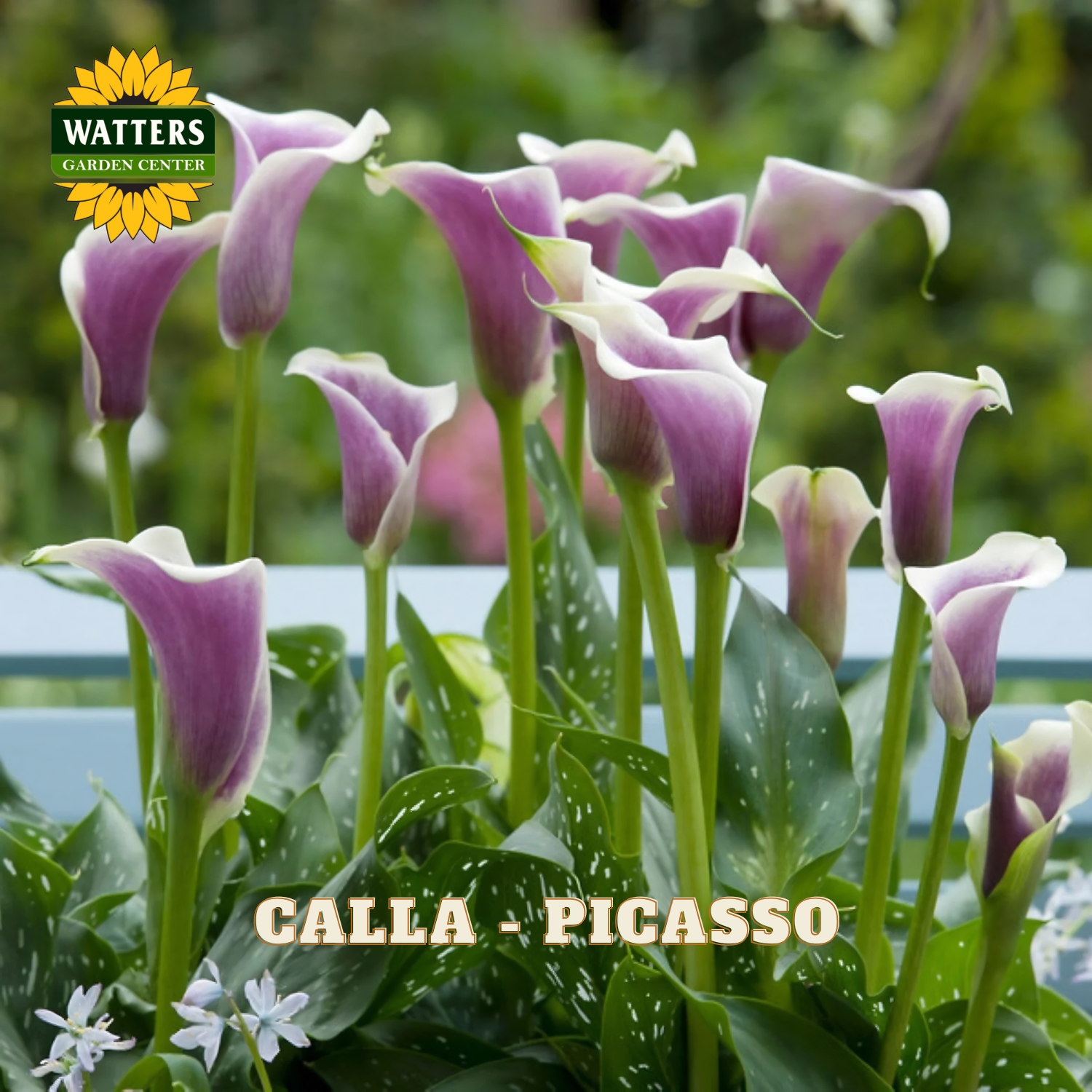 Purple and white calla lilies with 'Watters Garden Center' logo in the corner.