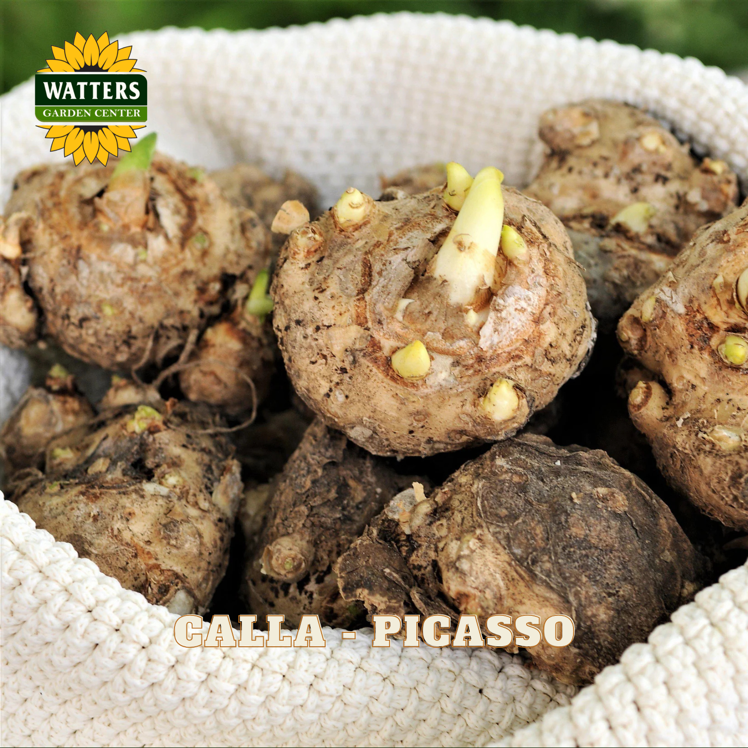 Calla lily bulbs with sprouts in a woven basket, branded with Watters Garden Center.